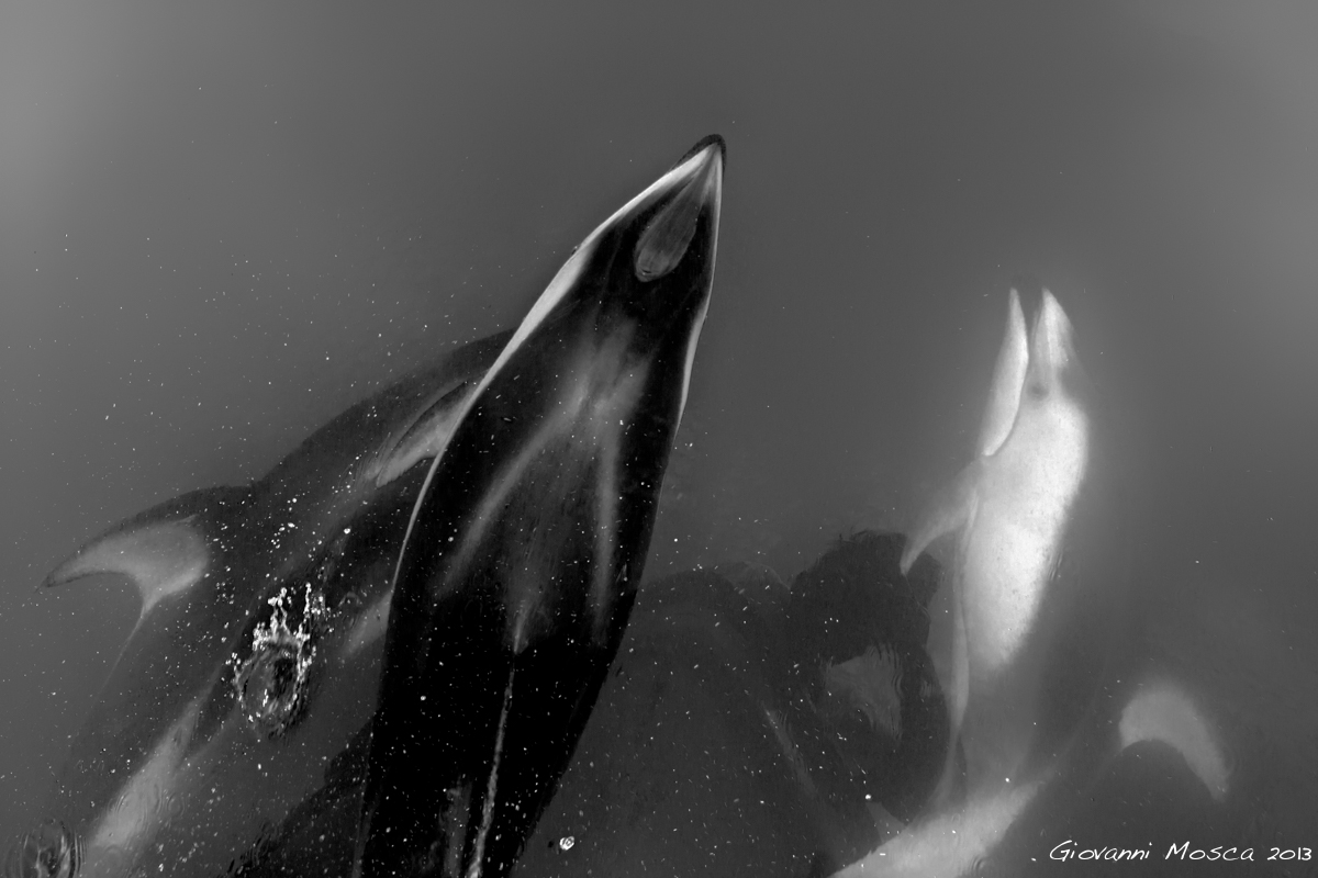 lagenorinco toothed oblique-Lagenorhynchus obliquide