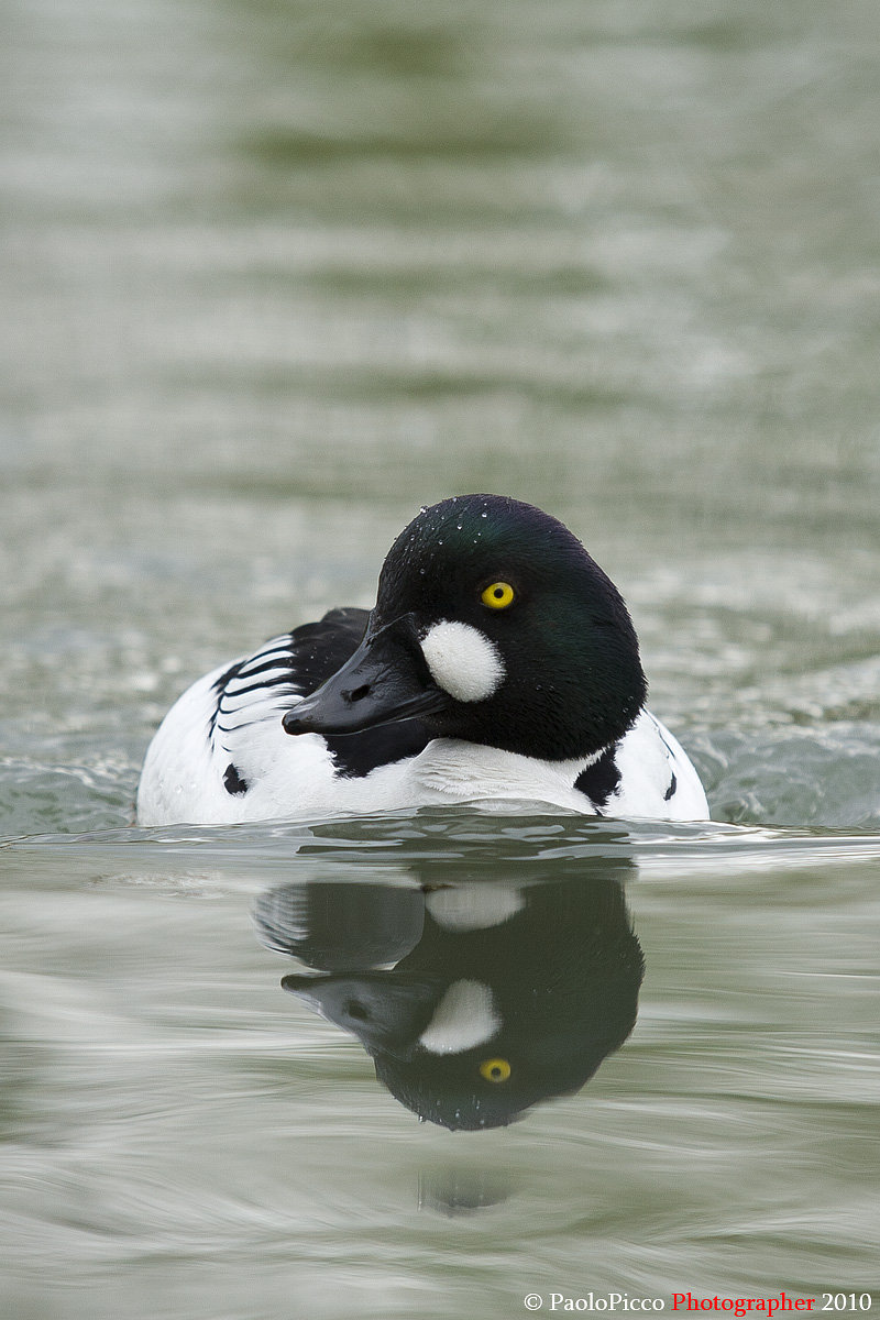 Bucephala clangula (goldeneye duck)