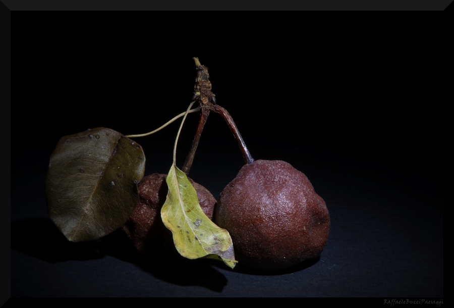 Nature ... Still Life 1