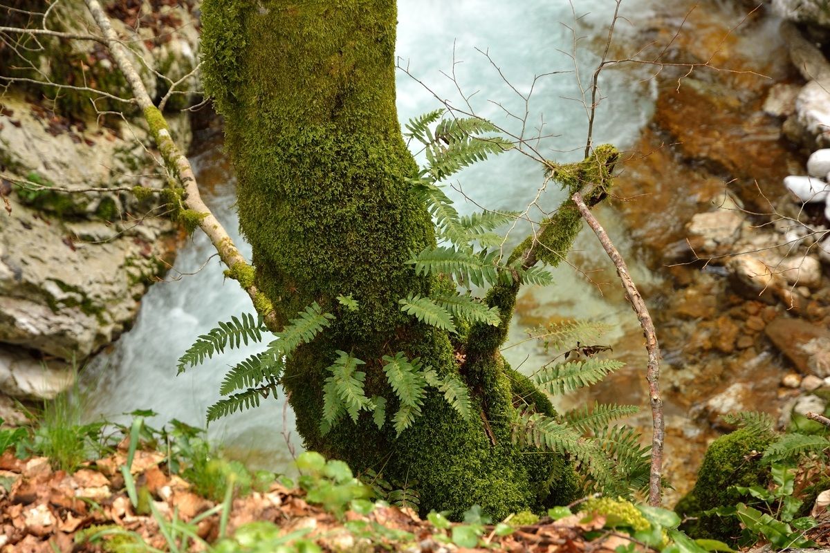 Monti Sibillini Gola dell'Infernaccio