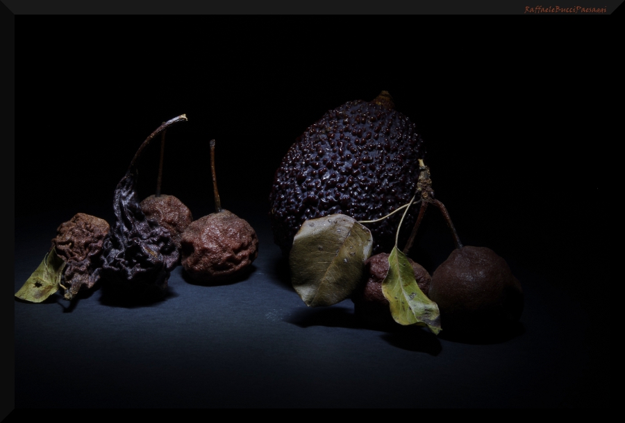 Natura ... Natura Morta