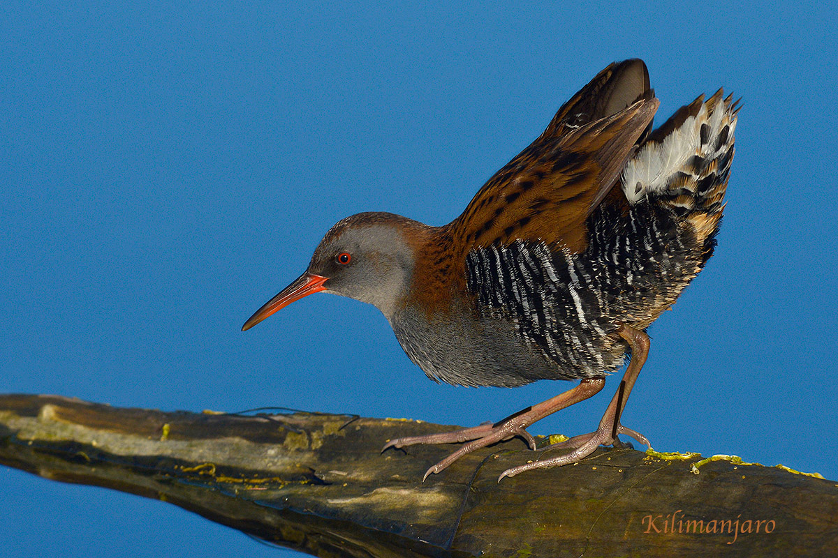Porciglione in hunting