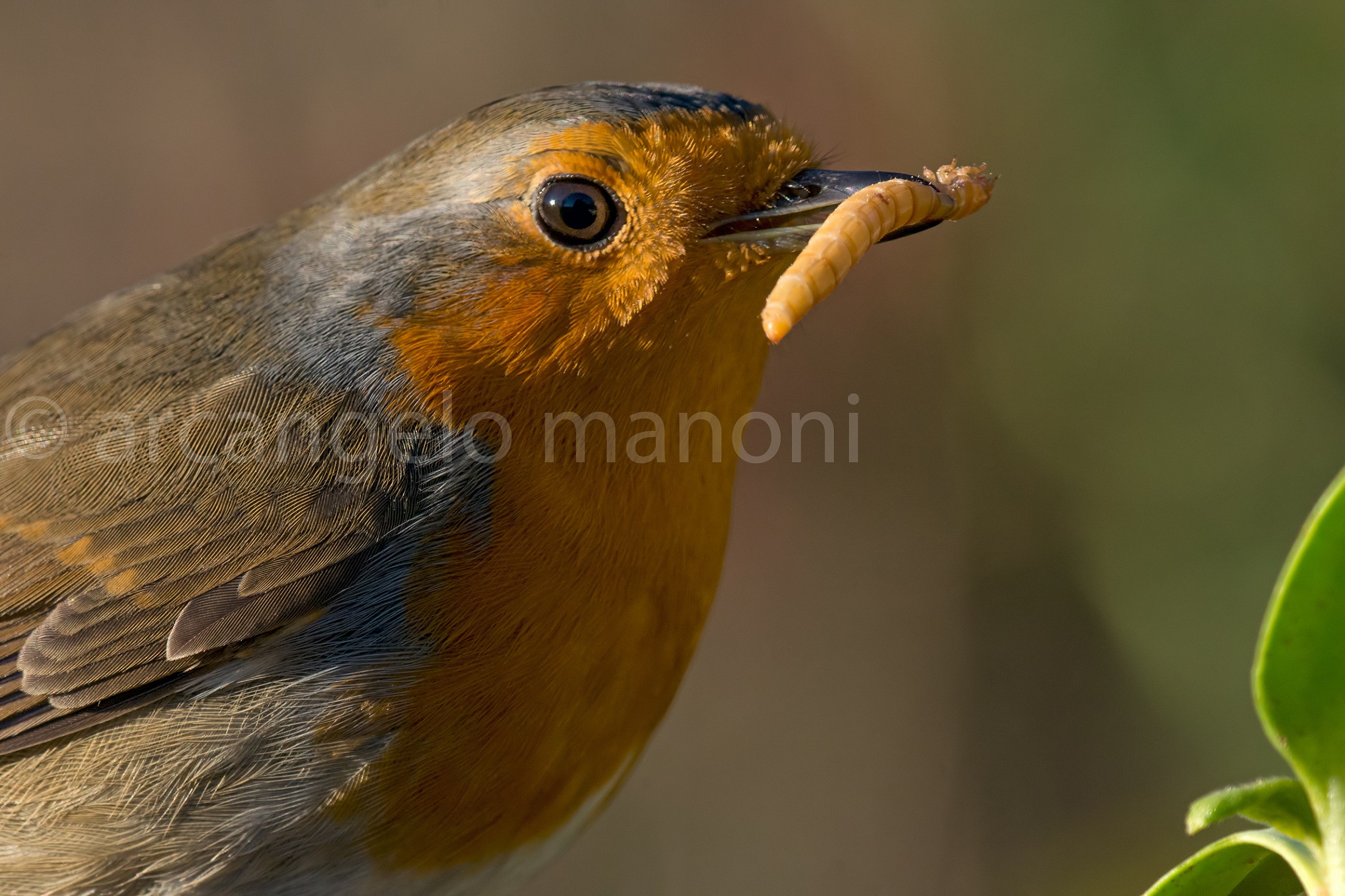 The eyes of the killer