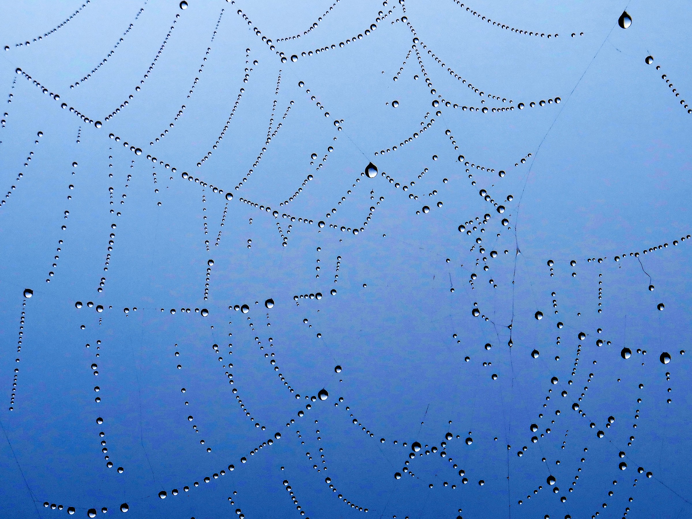 cobweb wet