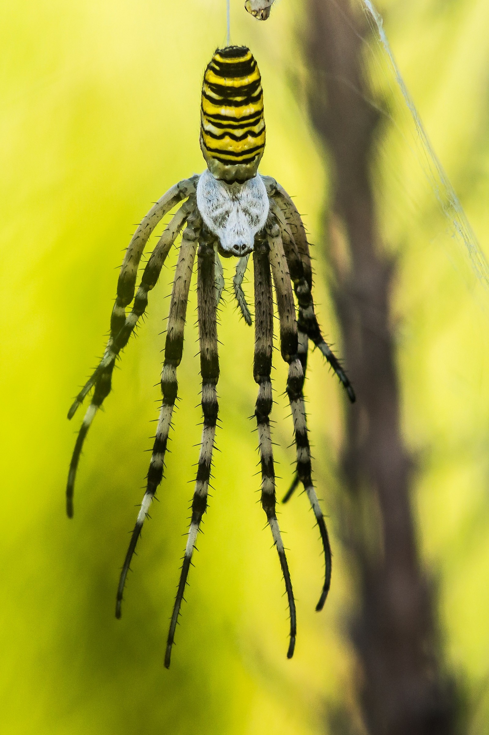 Argiope Bruennichi (femmina)