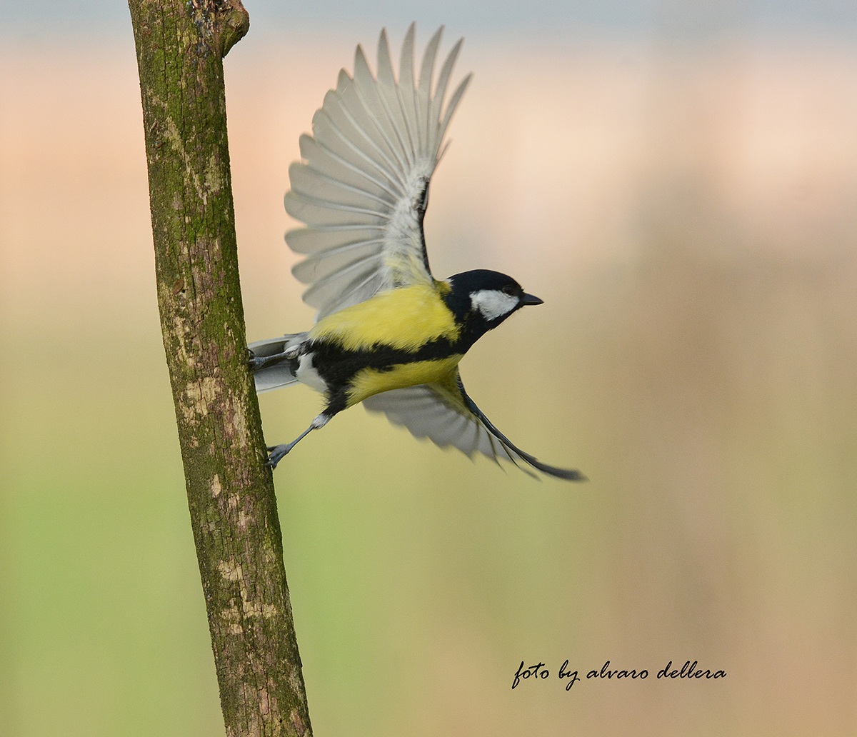 cinciallegra acrobazie alla sbarra