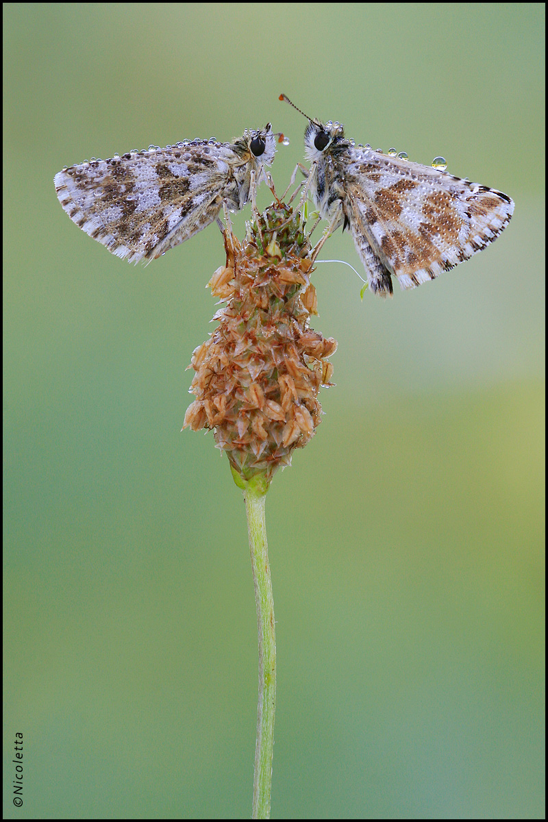 Coppia di Hesperiidi