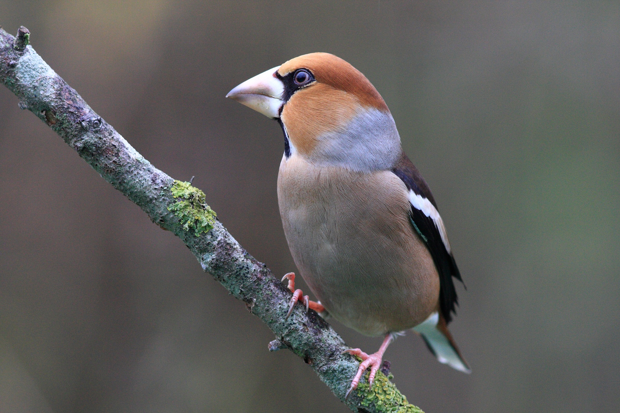 Il primo frosone......