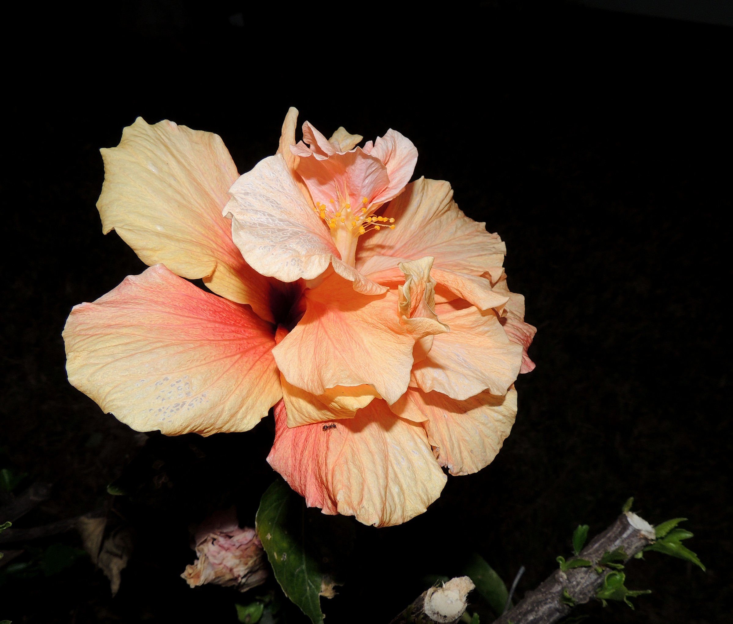Tenerife-apricot-colored hibiscus