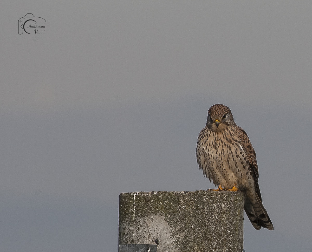 The first kestrel