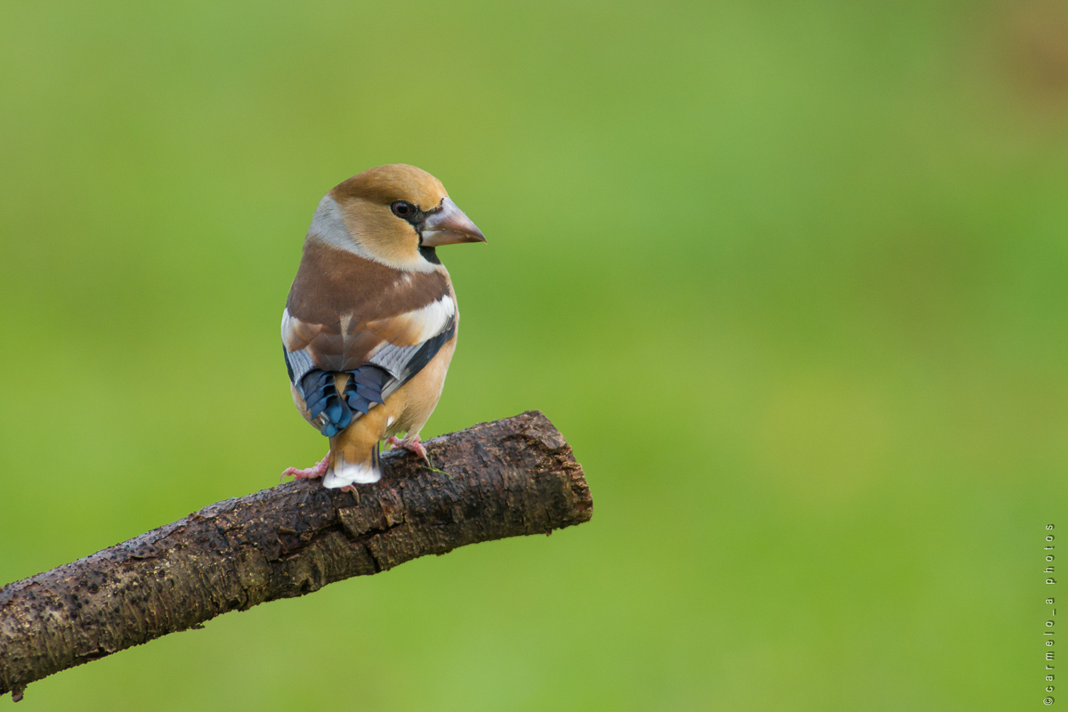 Hawfinch