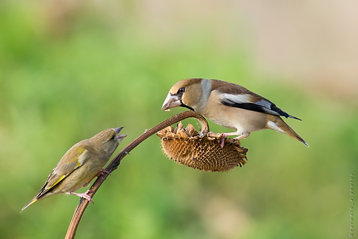 Verdone Vs. Hawfinch
