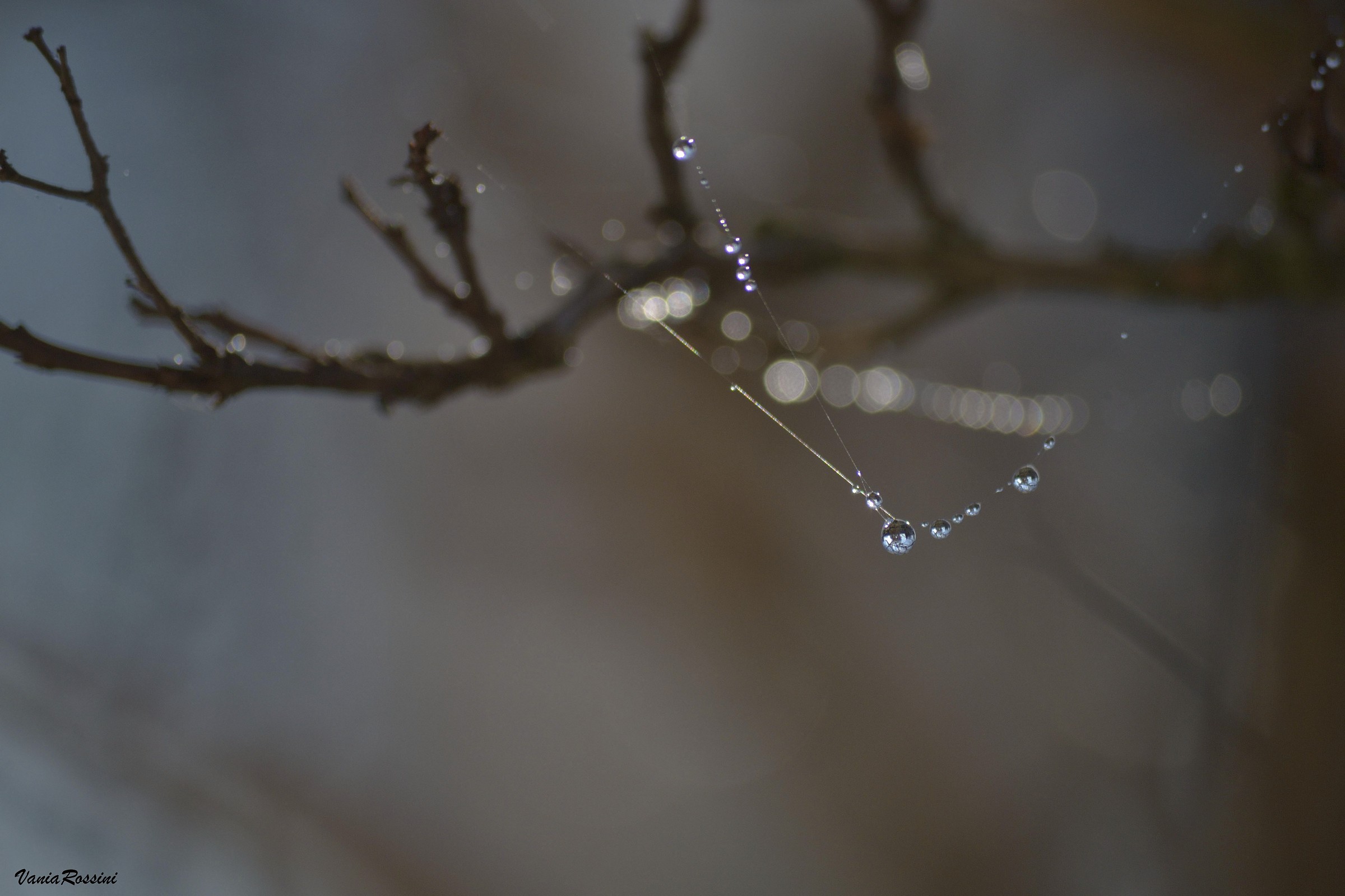 Spider web between the branches