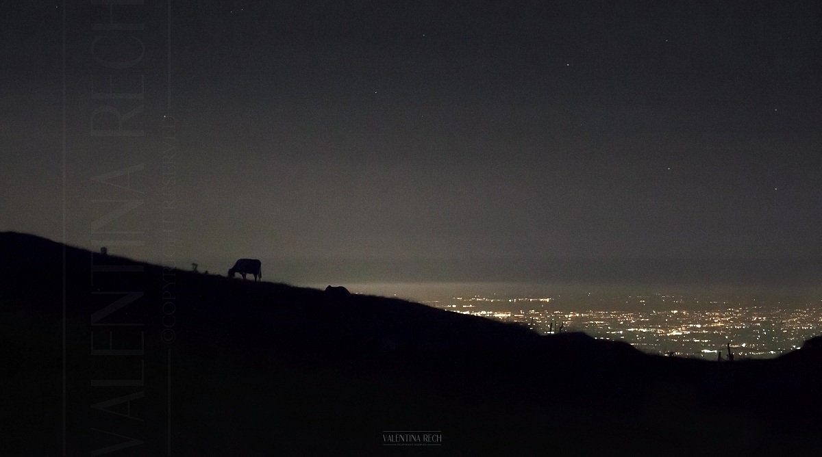 Mucche nottambule sul Monte Cesen