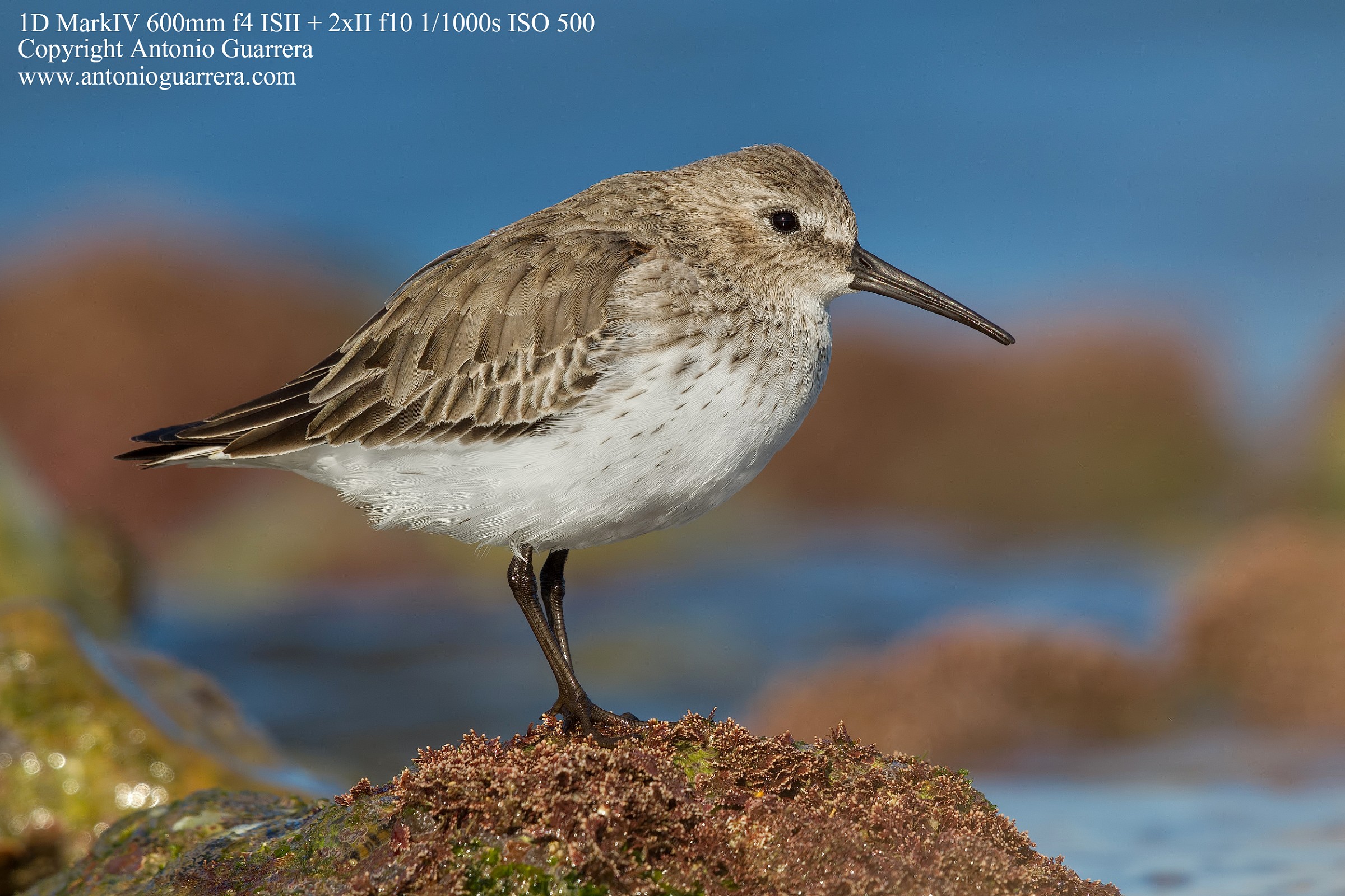 Piovanello pancianera