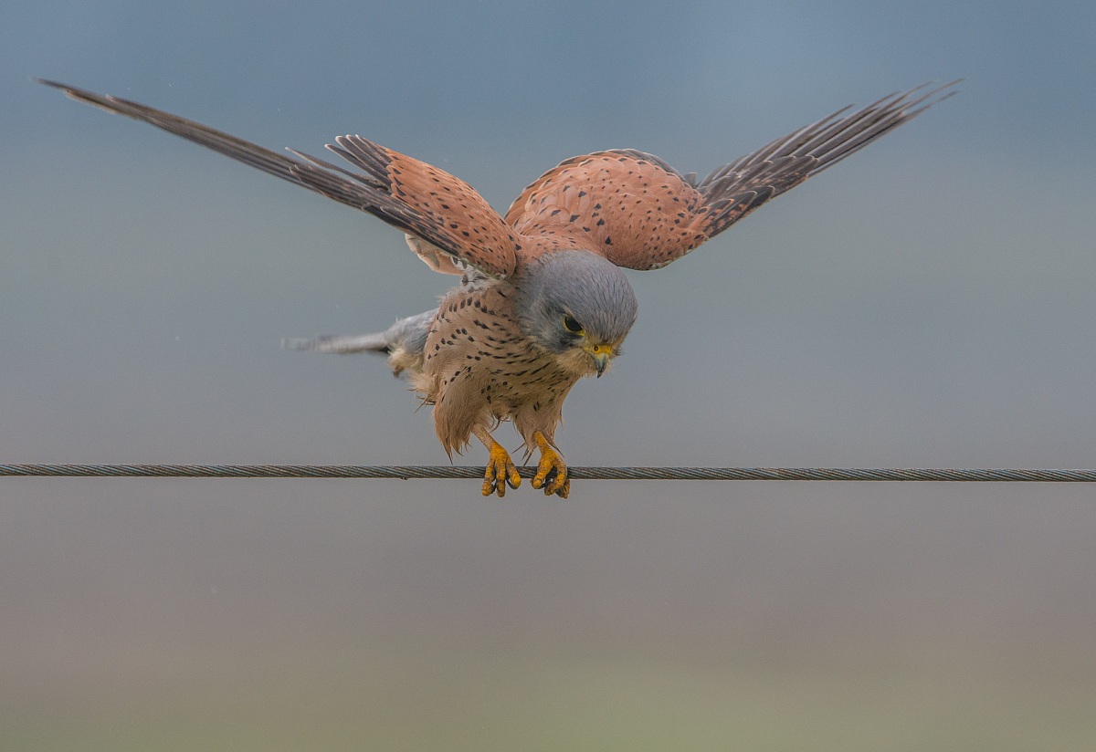 Gheppio in un tardo pomeriggio