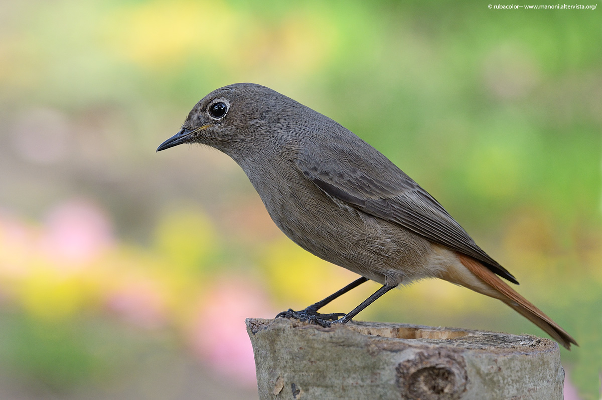 La codirossa veste Prada