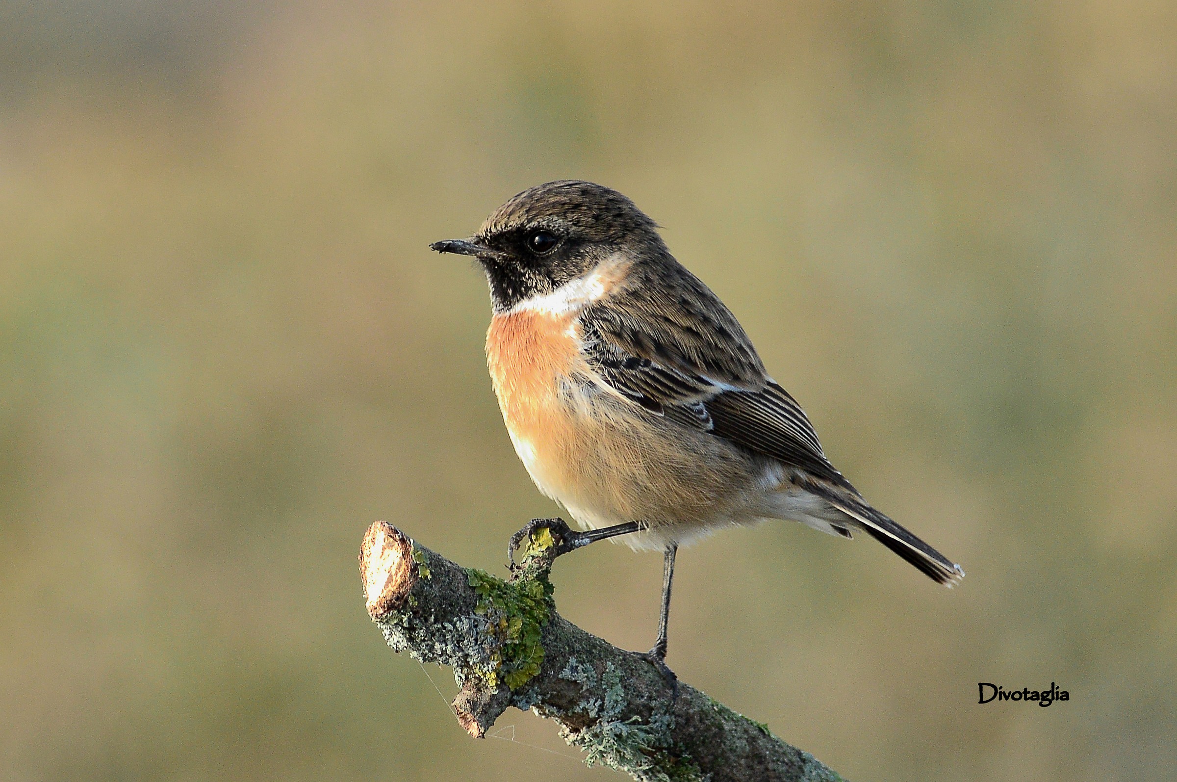 Stonechat (Saxicola torquatus)