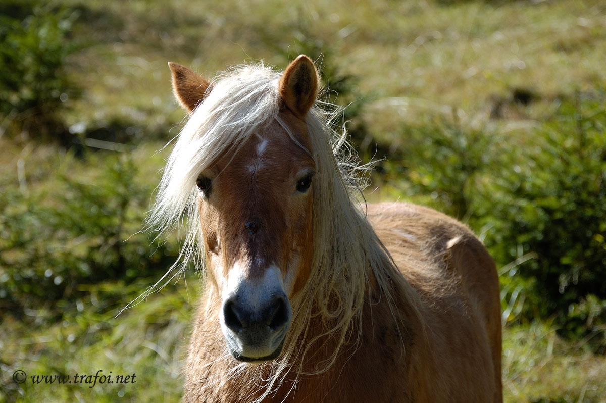 Cavallo Haflinger