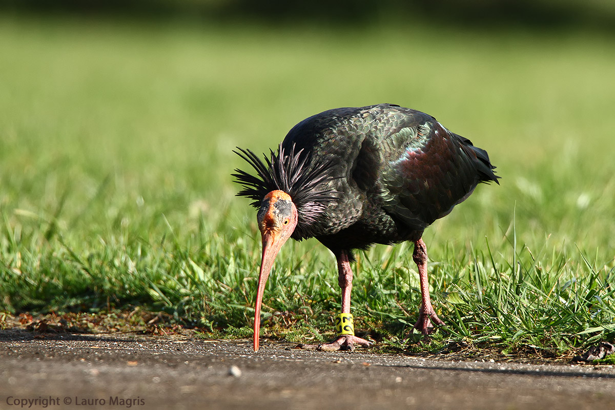 The second of the three musketeers