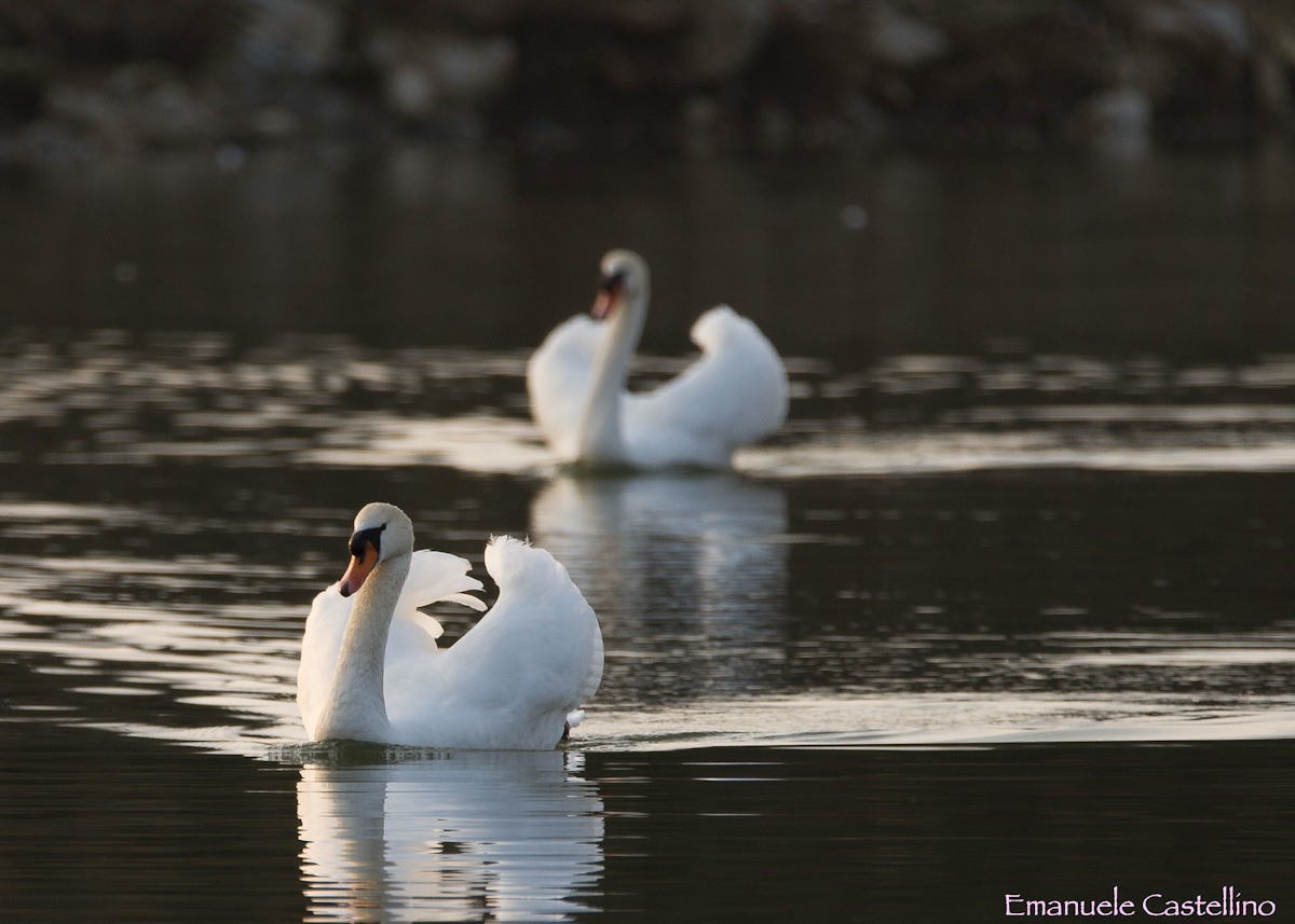Coppia di cigni
