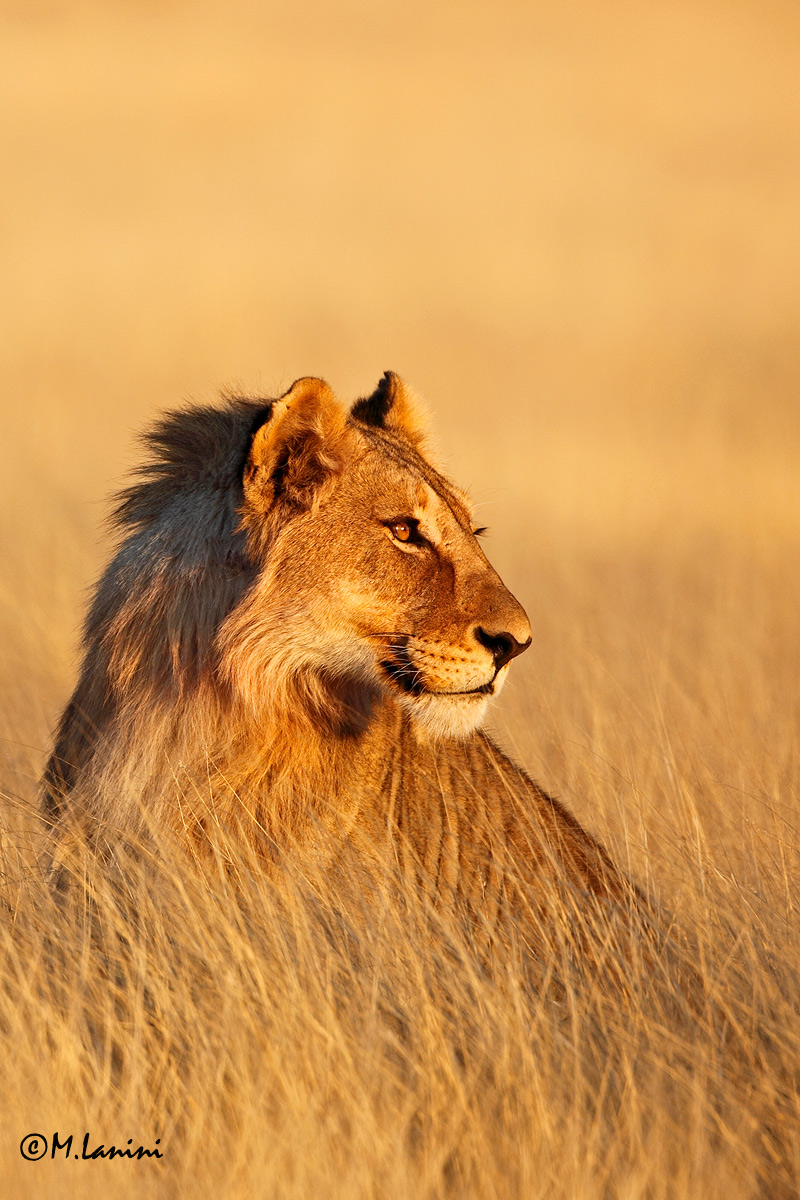 Giovane leone all'alba(Panthera leo) ,