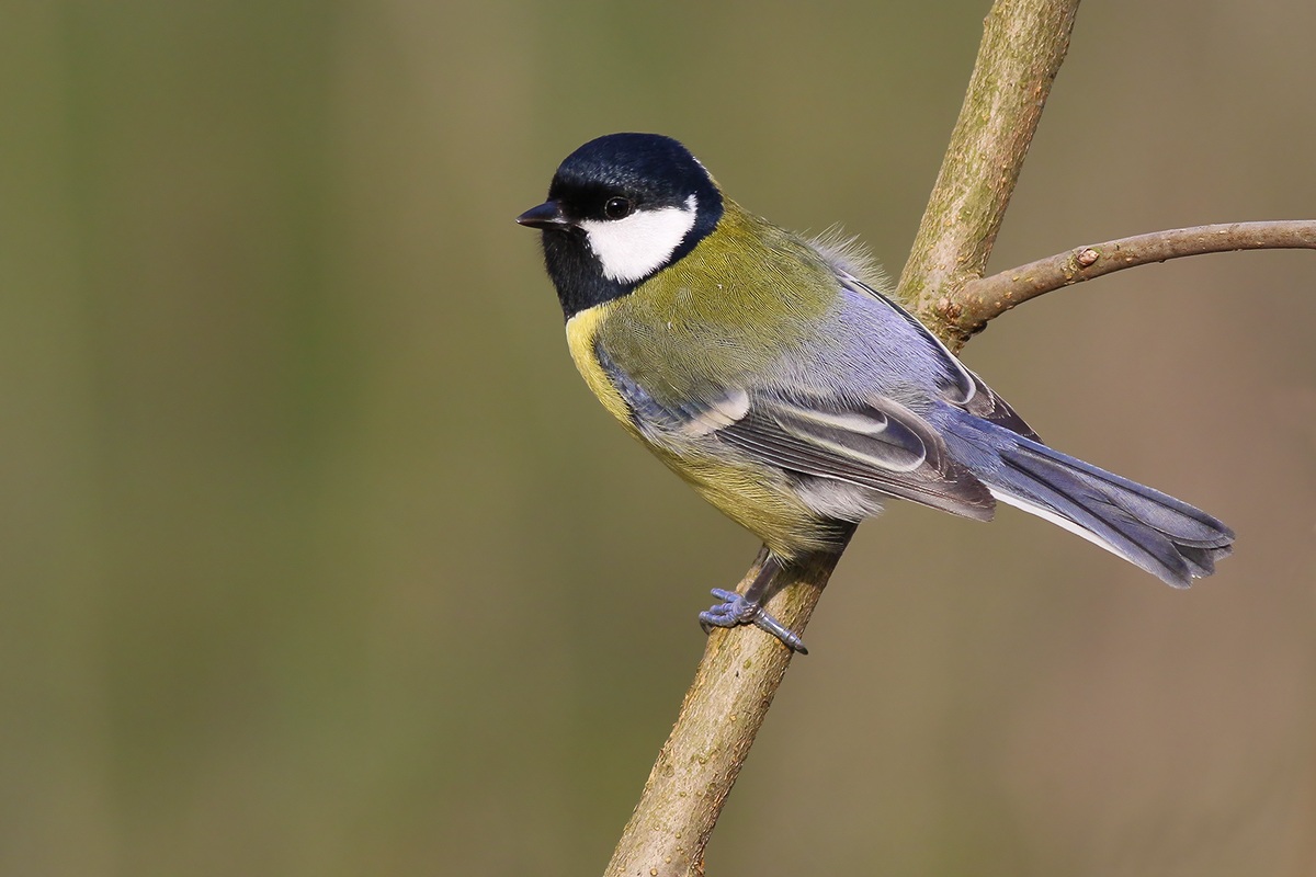 Great Tit