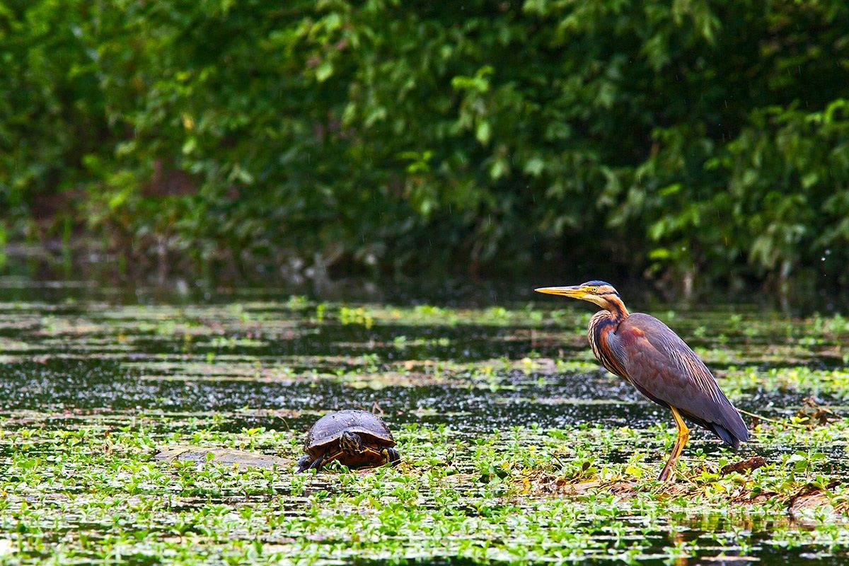 Airone rosso e tartaruga...