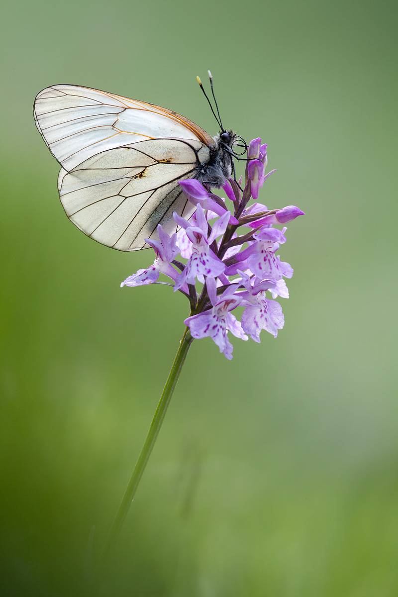 Aspettando la primavera II