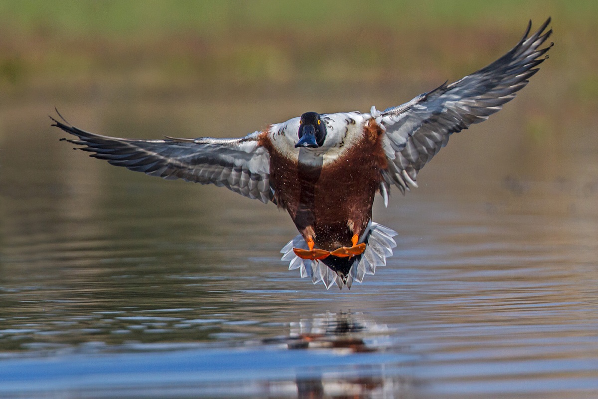 Shoveler - landing