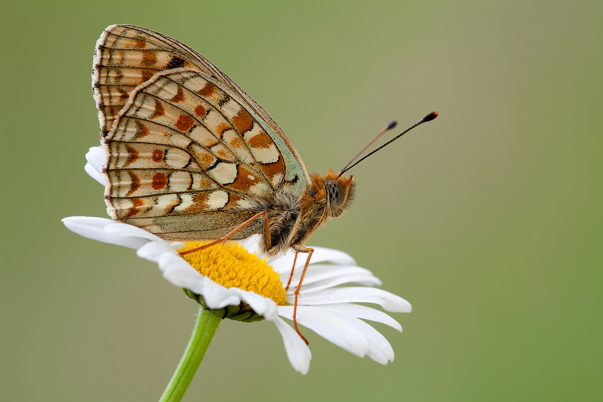 Argynnis  niobe