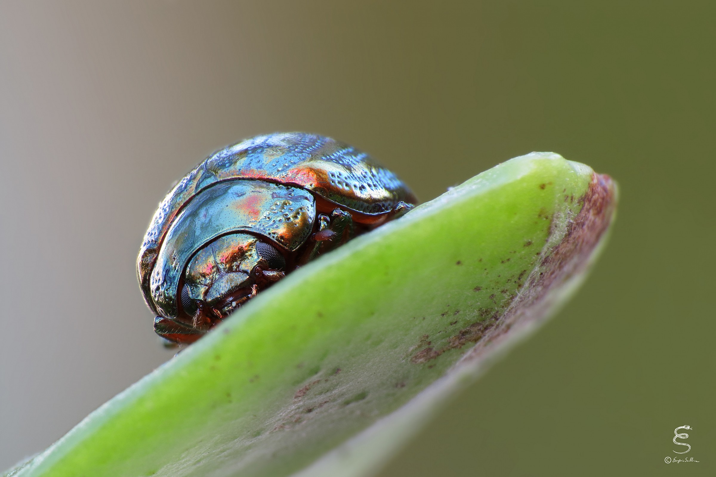 Chrysolina americana
