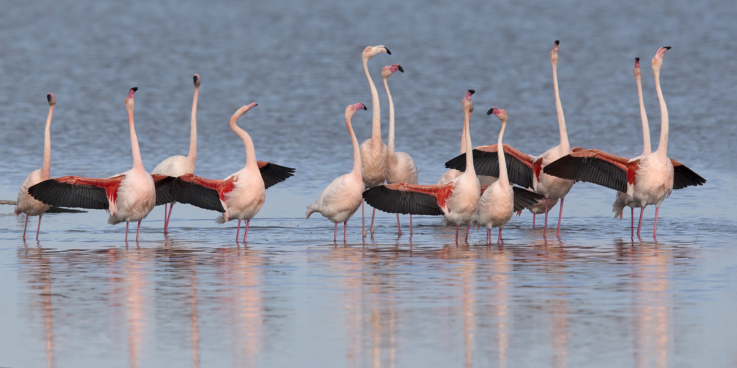 Fenicotteri rosa in parata