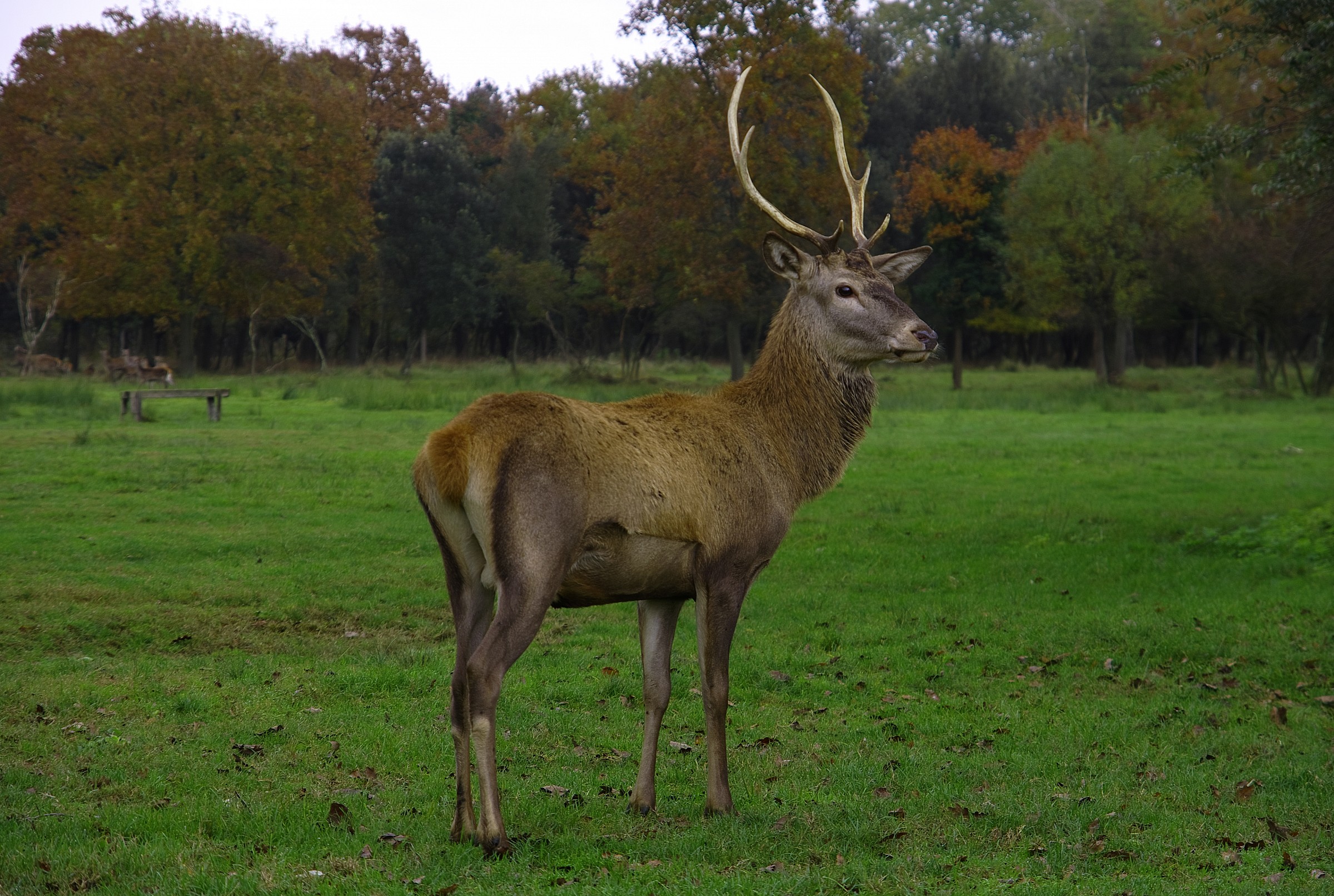 Cervus elaphus