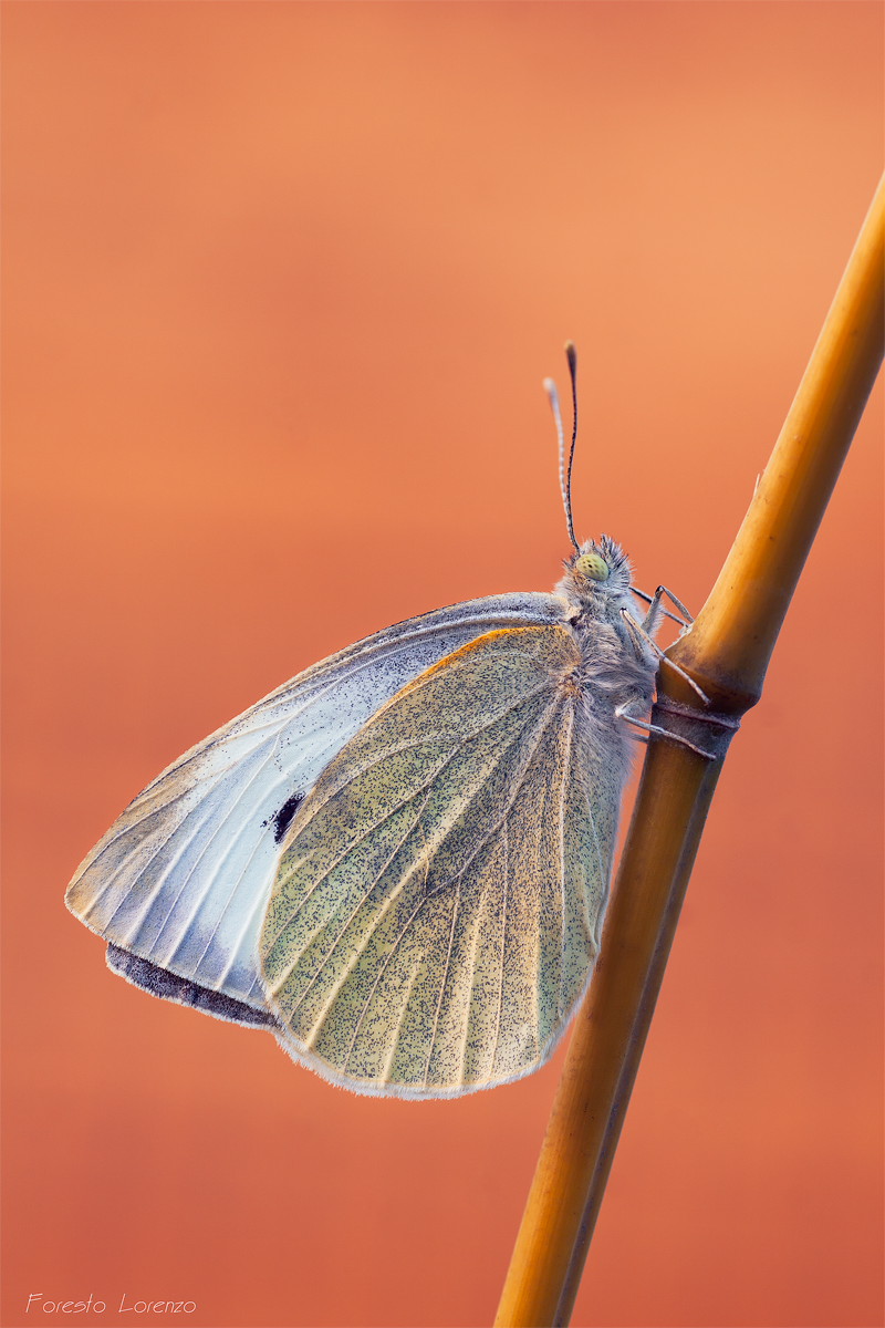Pieris rapae