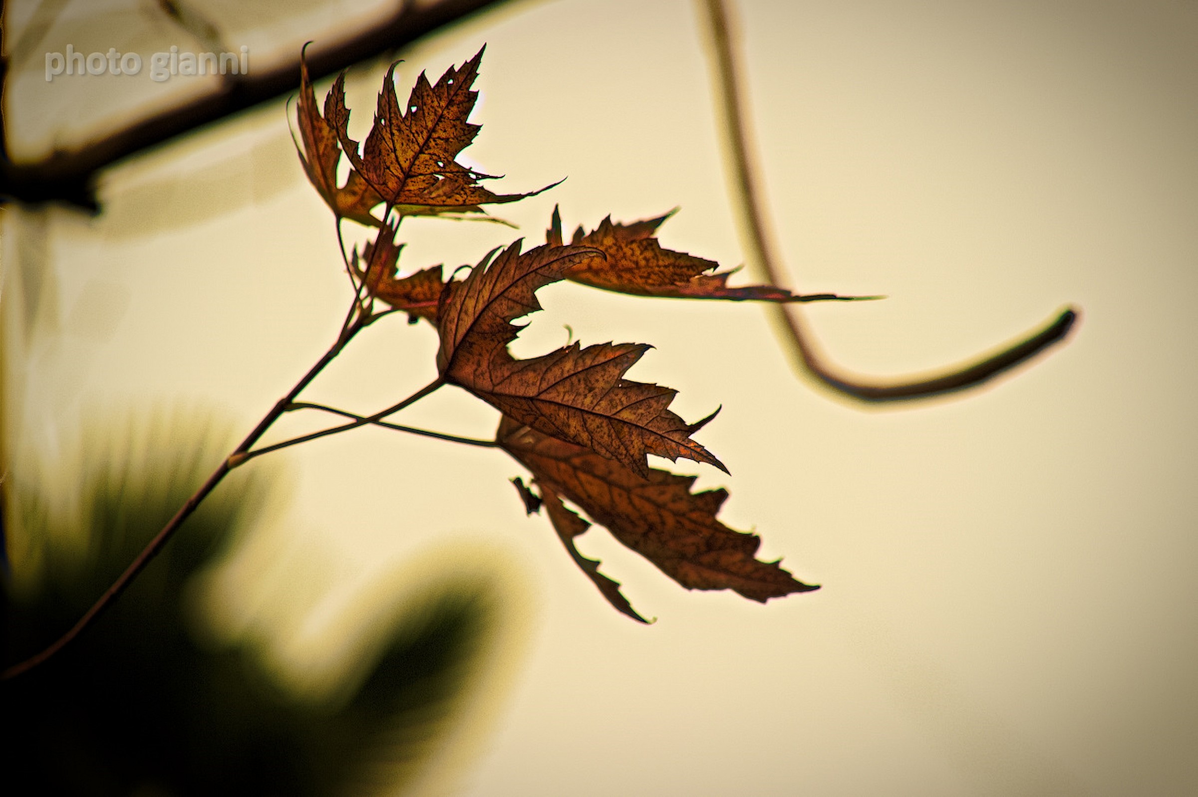 ultime..foglie...