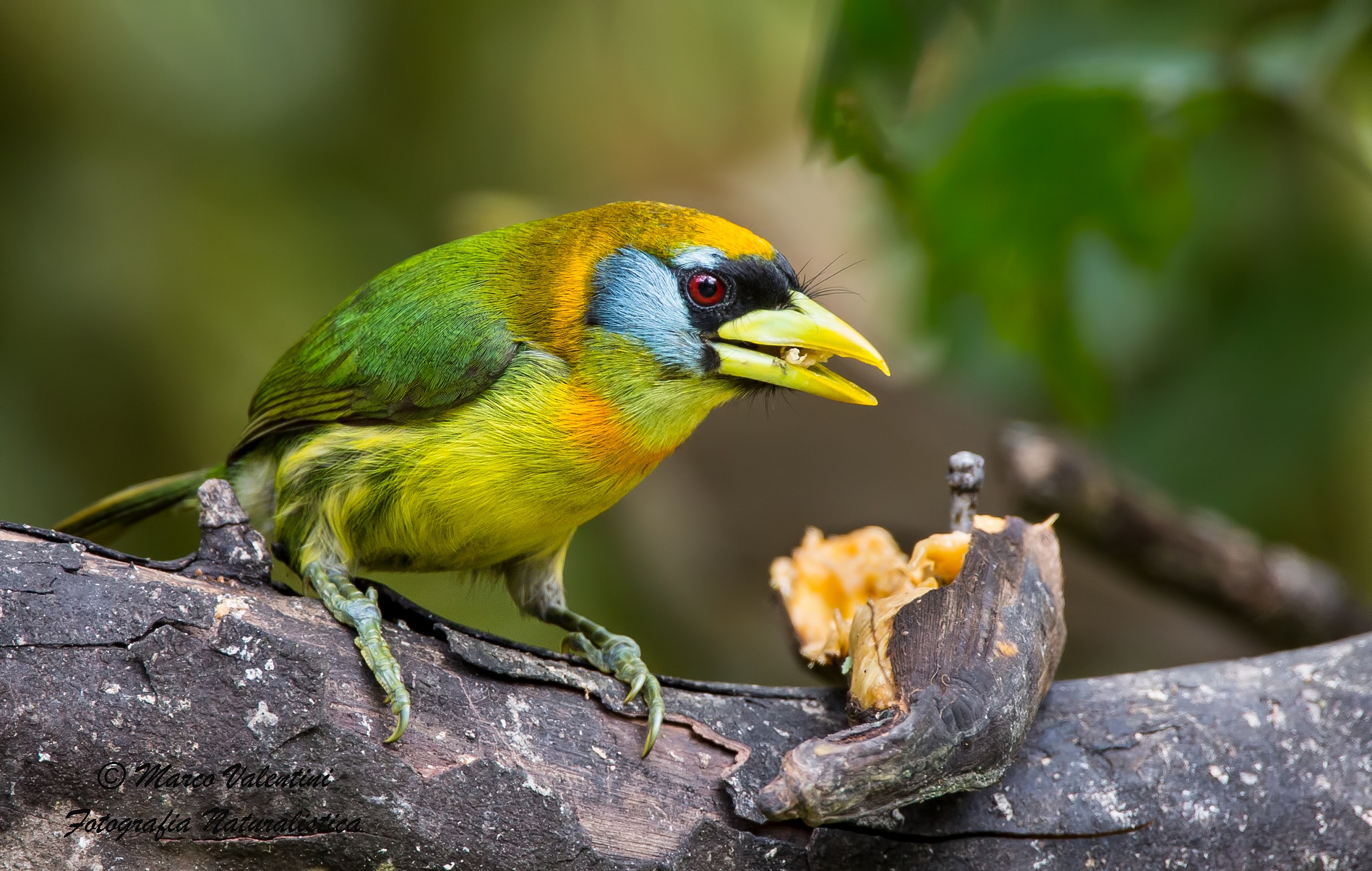 I colori della femmina