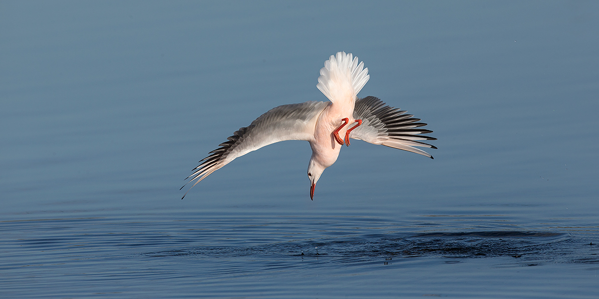 Bombardamento in picchiata