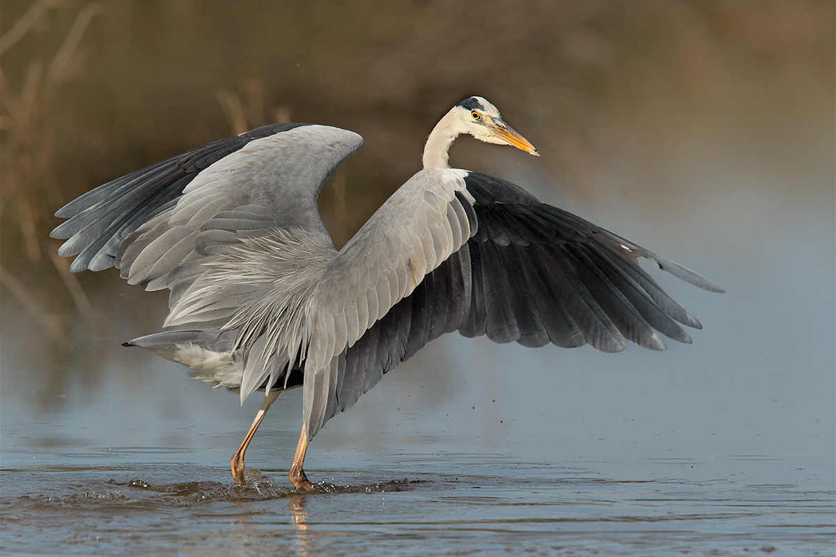 Airone cinerino in caccia