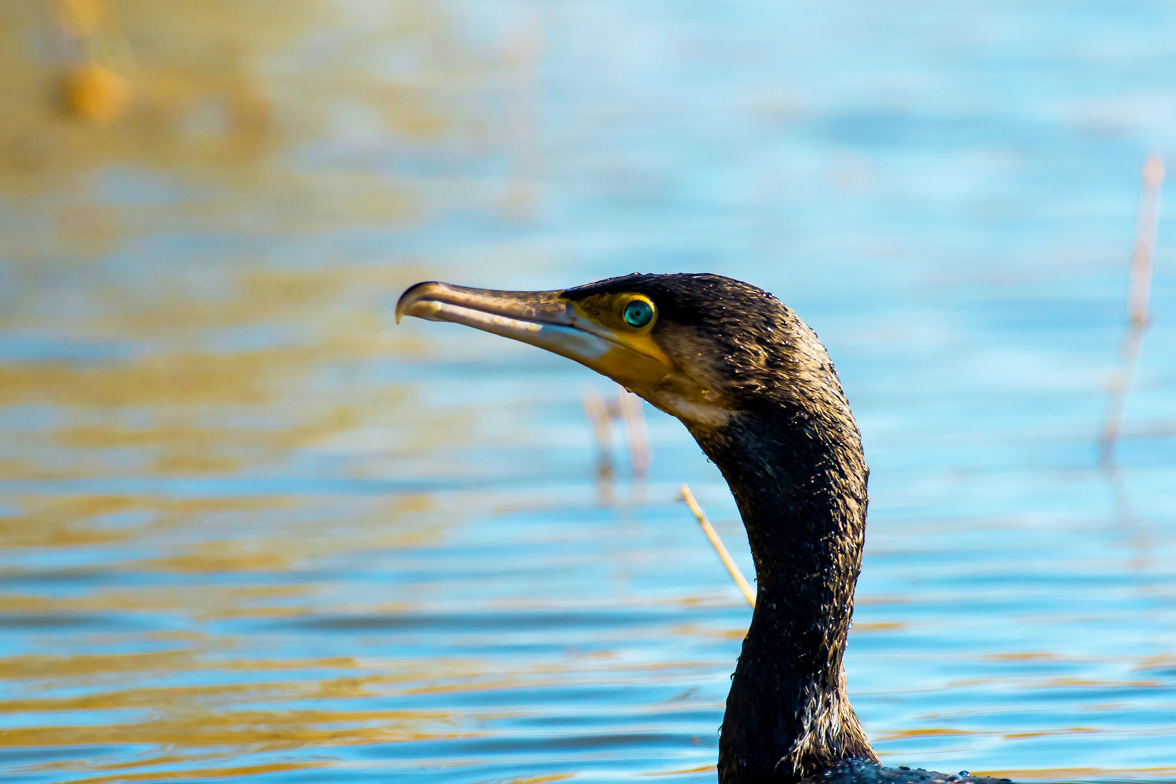 Cormorant