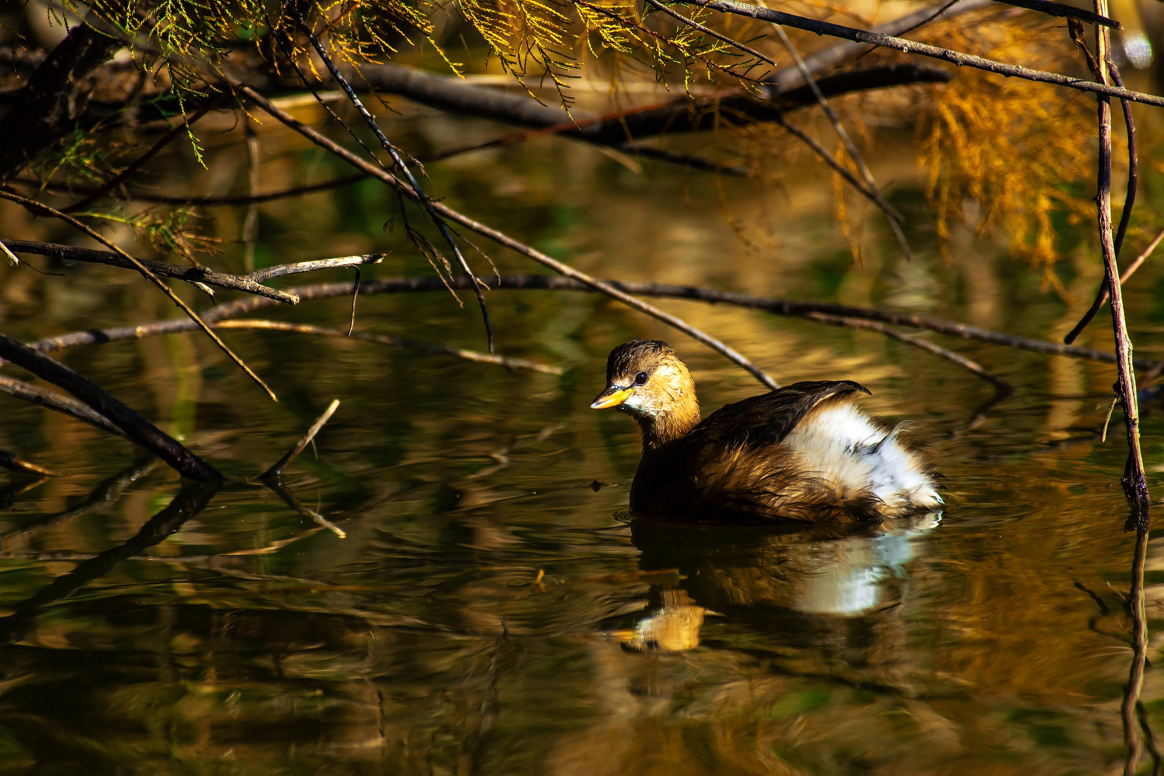 Little Grebe shade