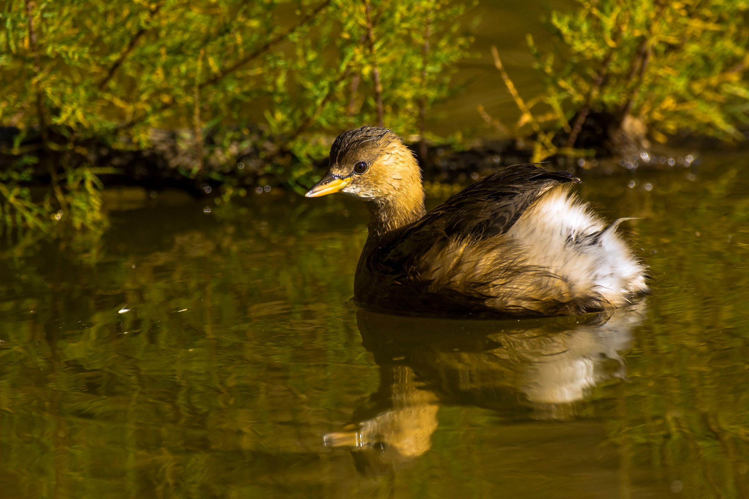 Little Grebe