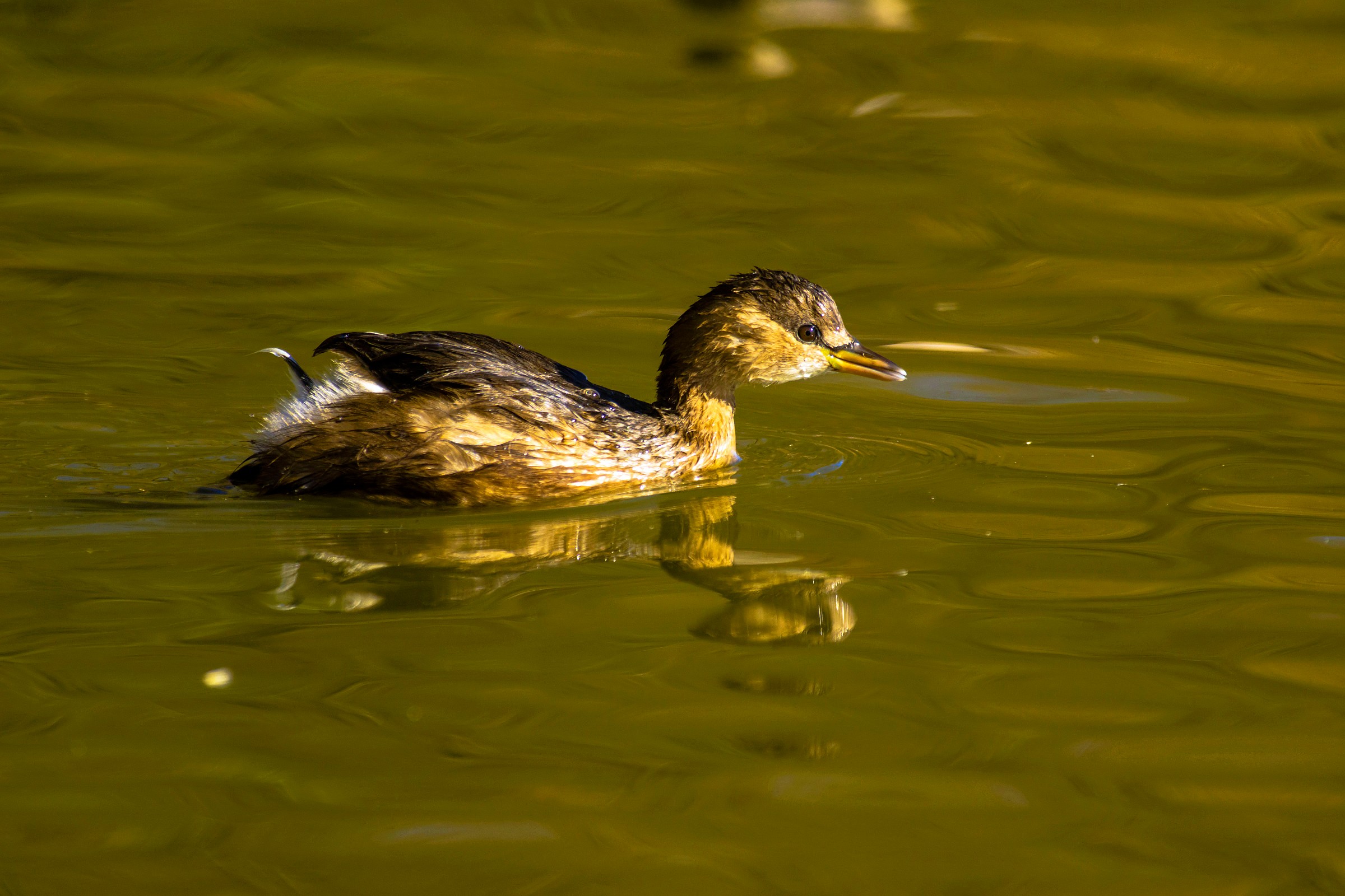 Little Grebe
