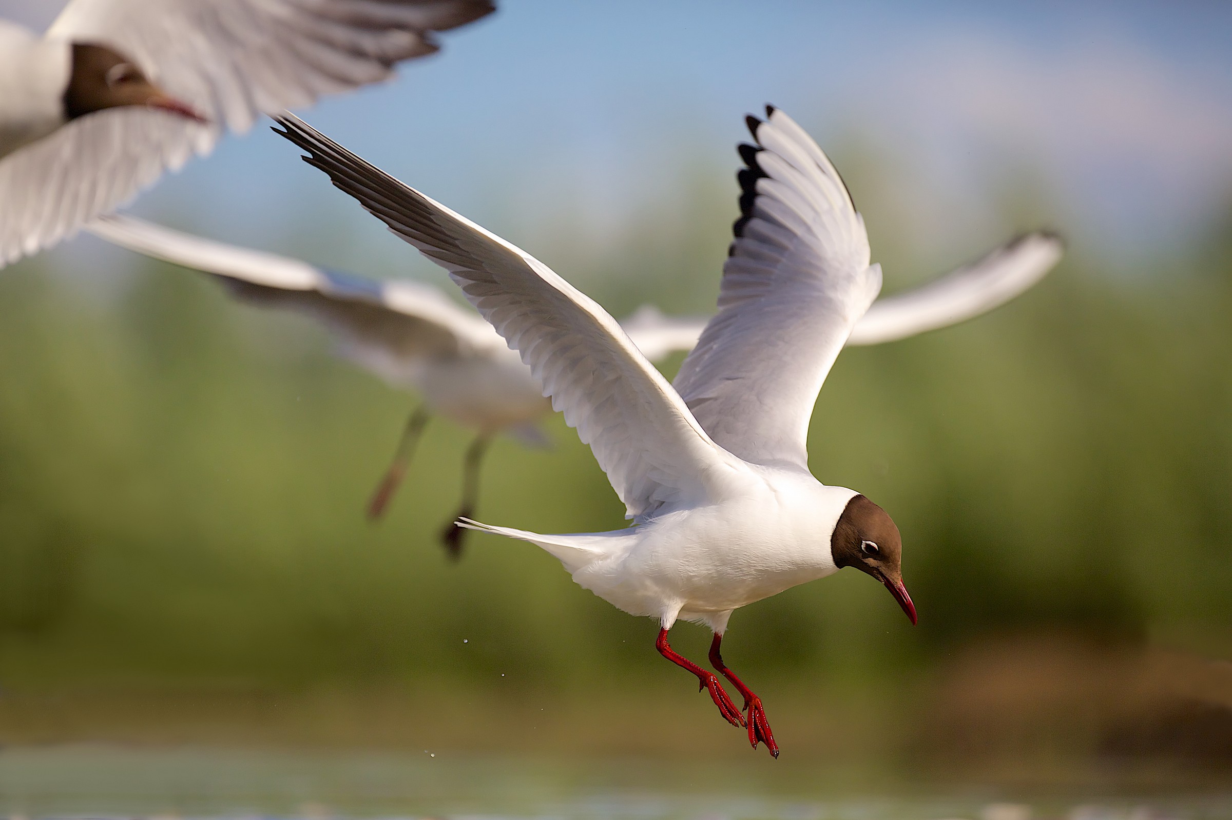 Black-headed Gull