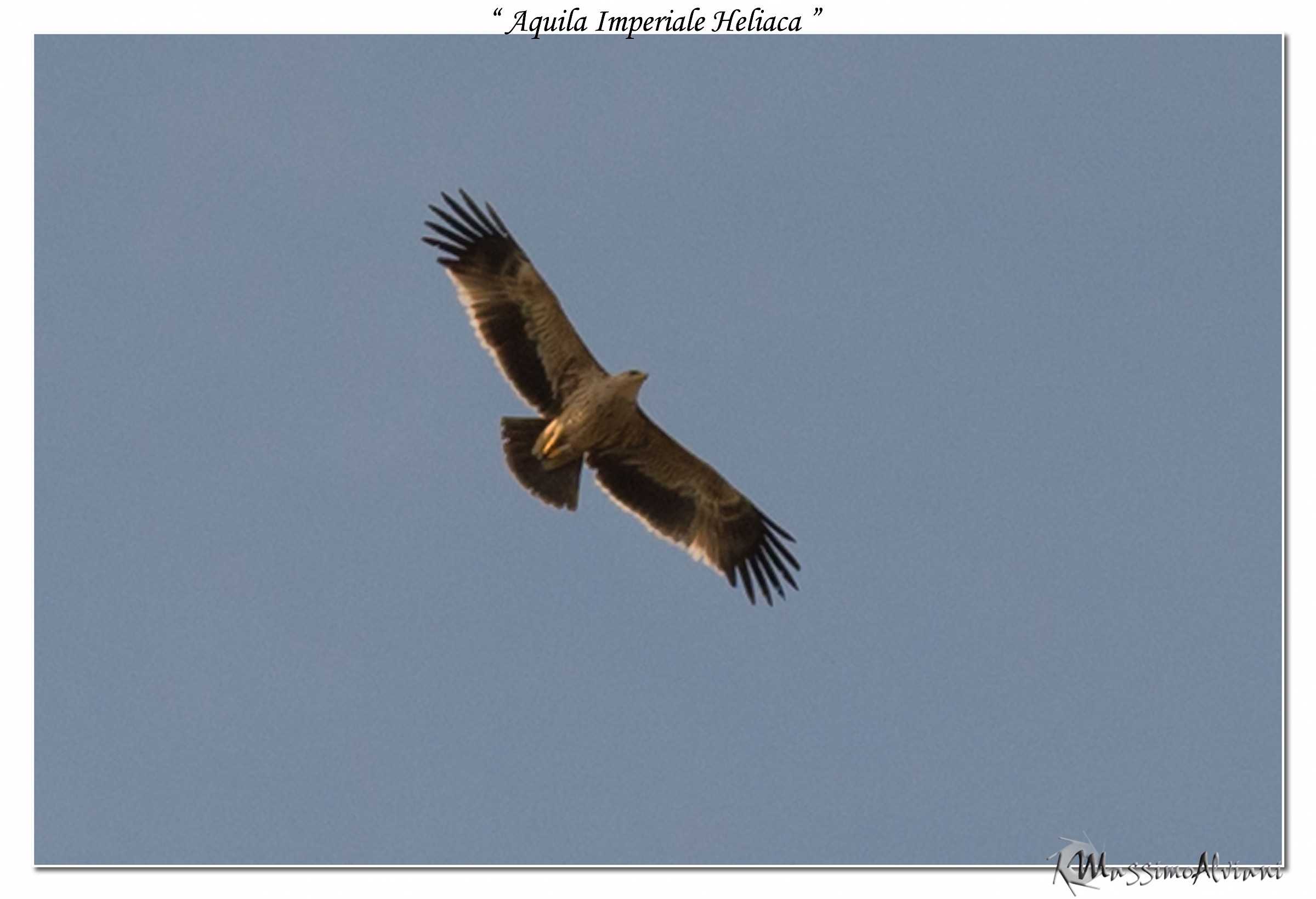 Aquila Imperiale