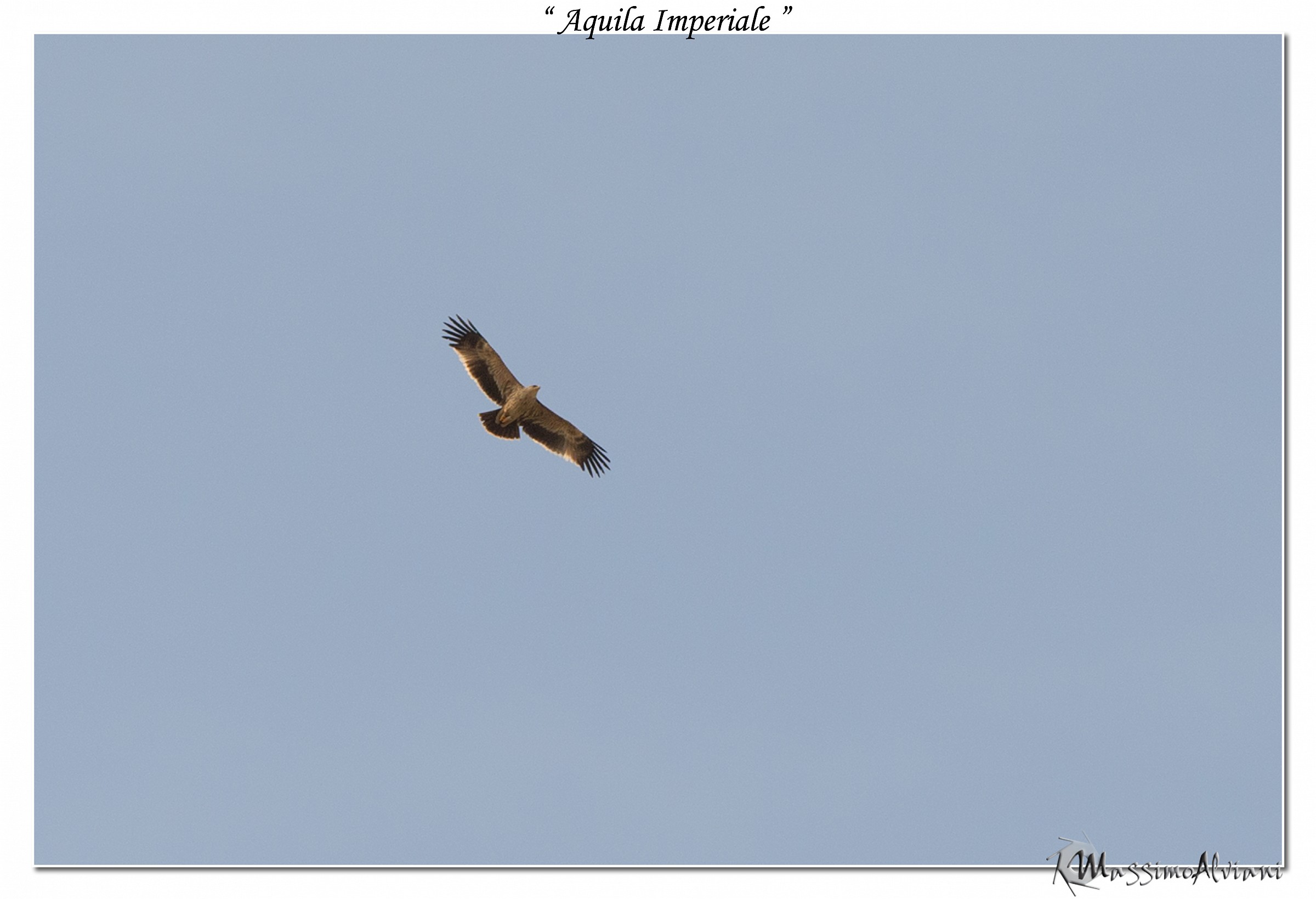 Aquila Imperiale