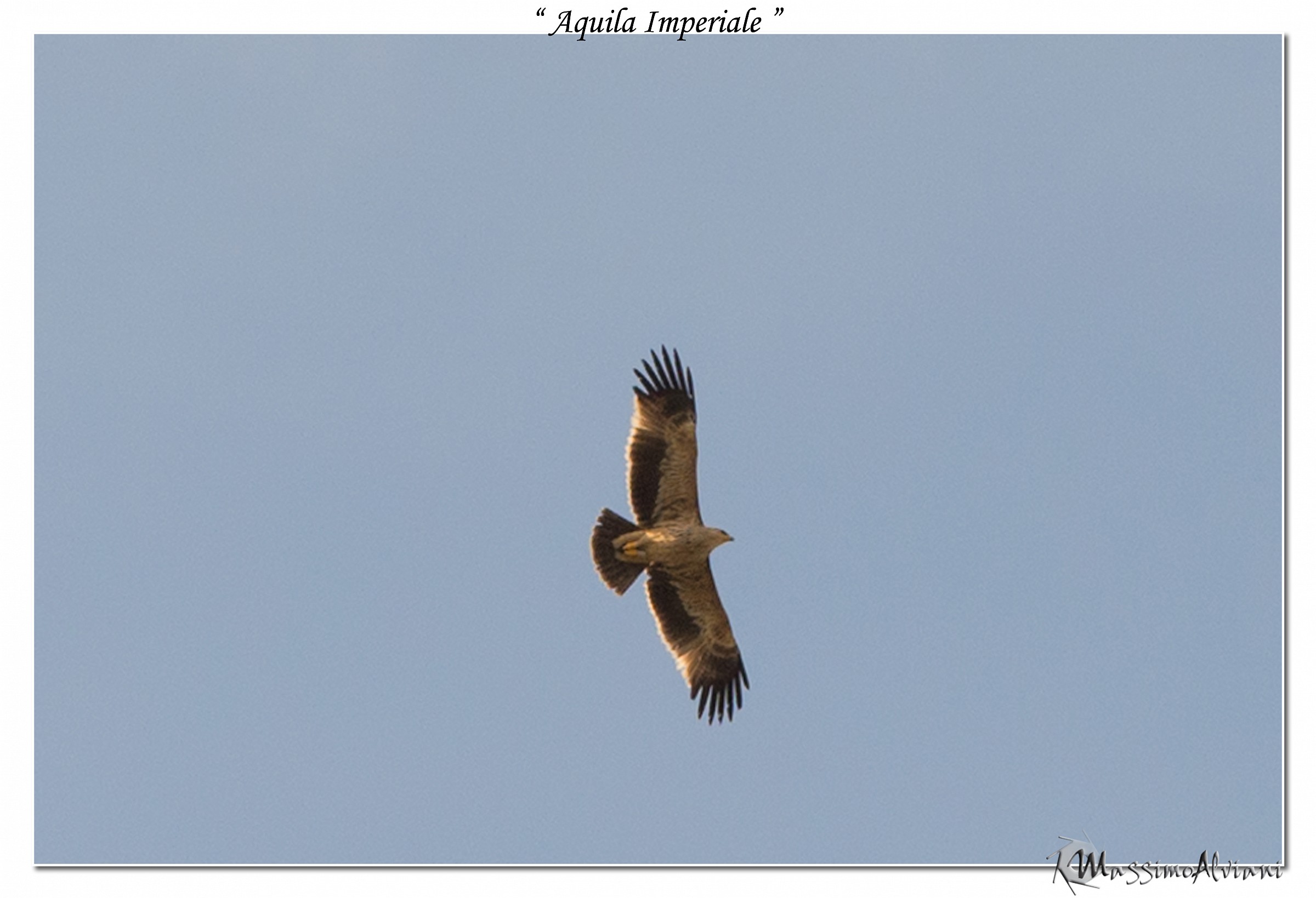 Aquila Imperiale