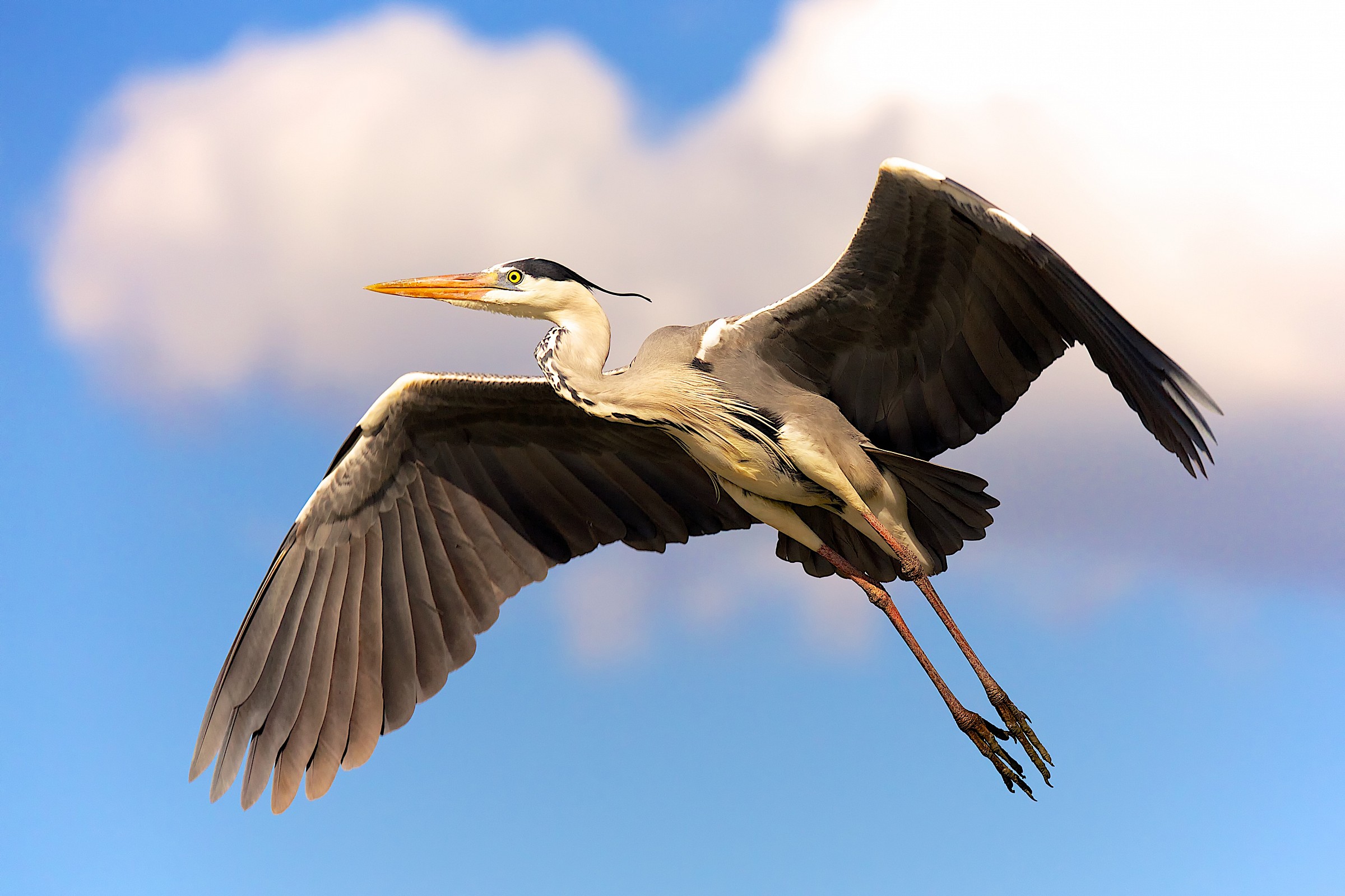 In flight grey heron