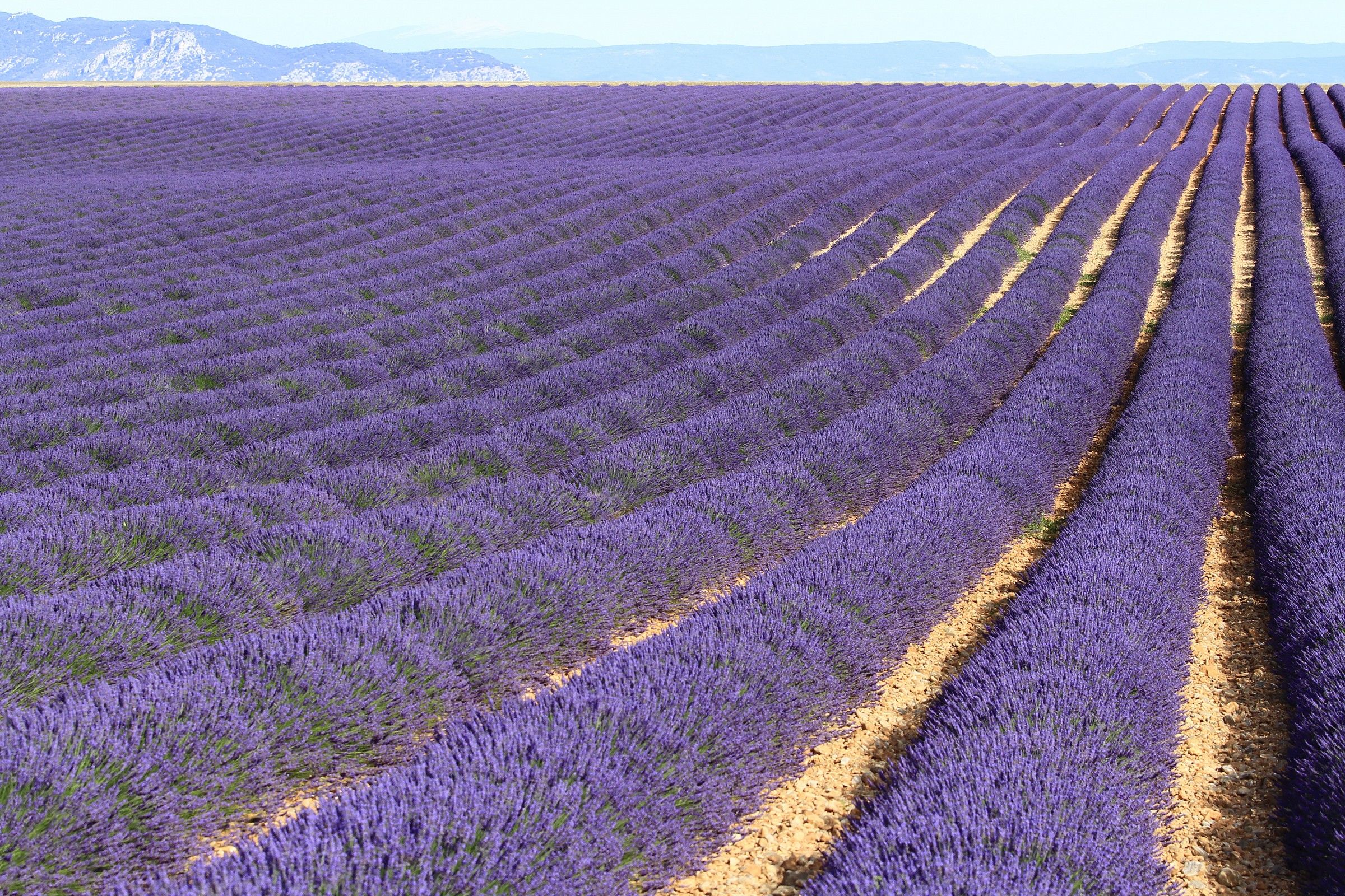 Lavanda