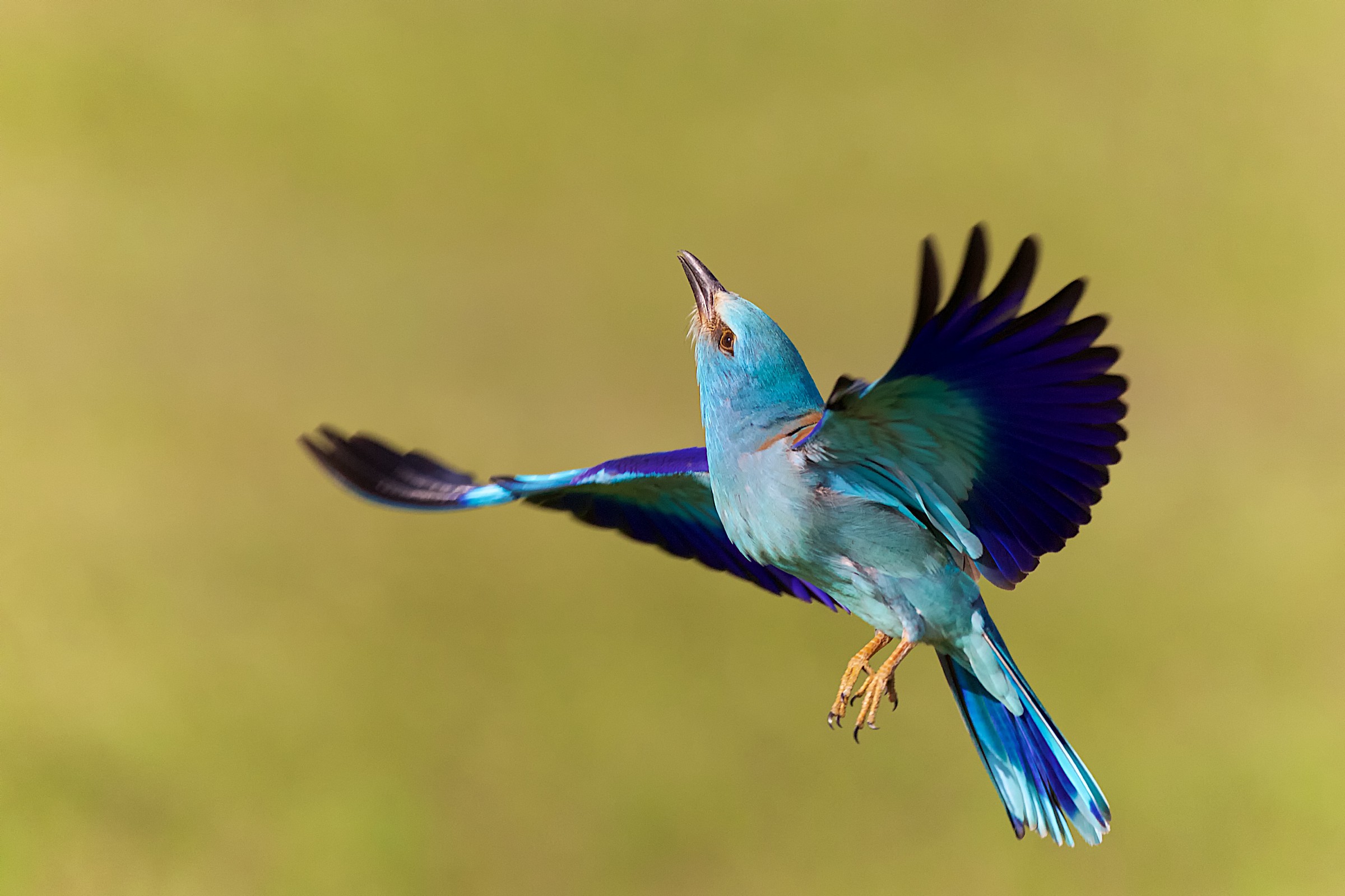 In volo Roller europeo